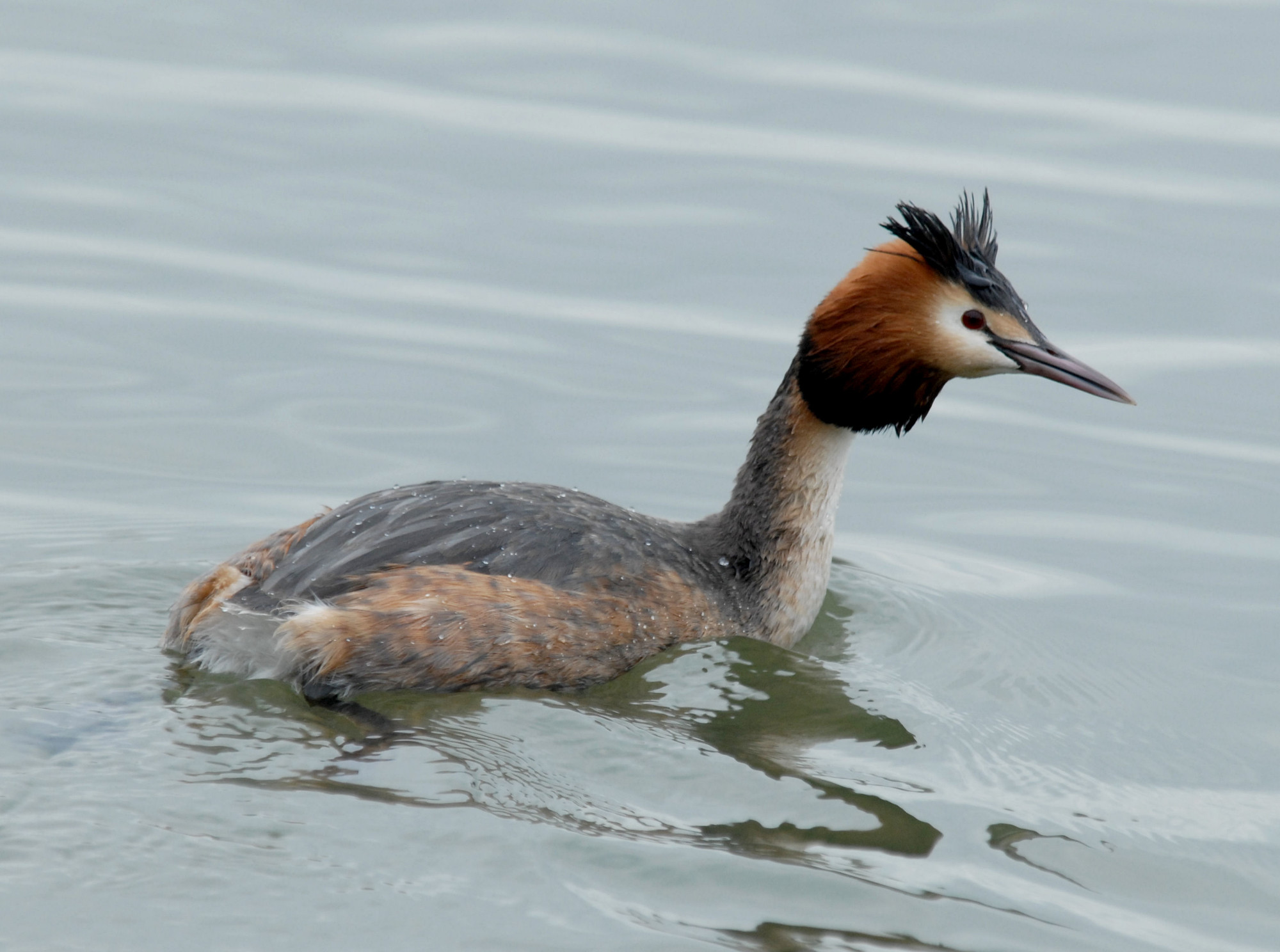 Greater Crested Grebe in the water at Slimbridge taken by James Lees (Archive Picture)