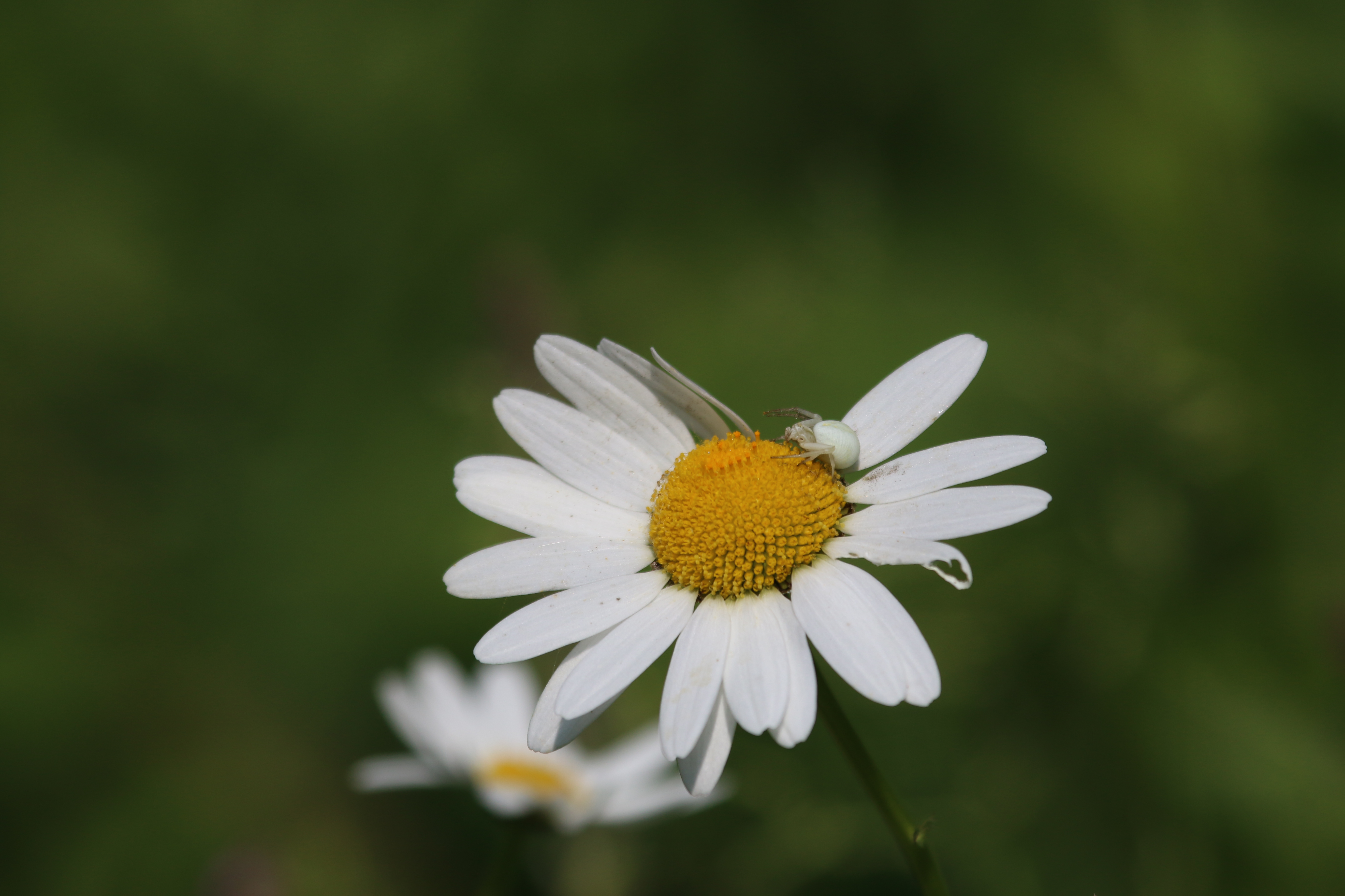 Crab Spider, Cr. Rob Werran