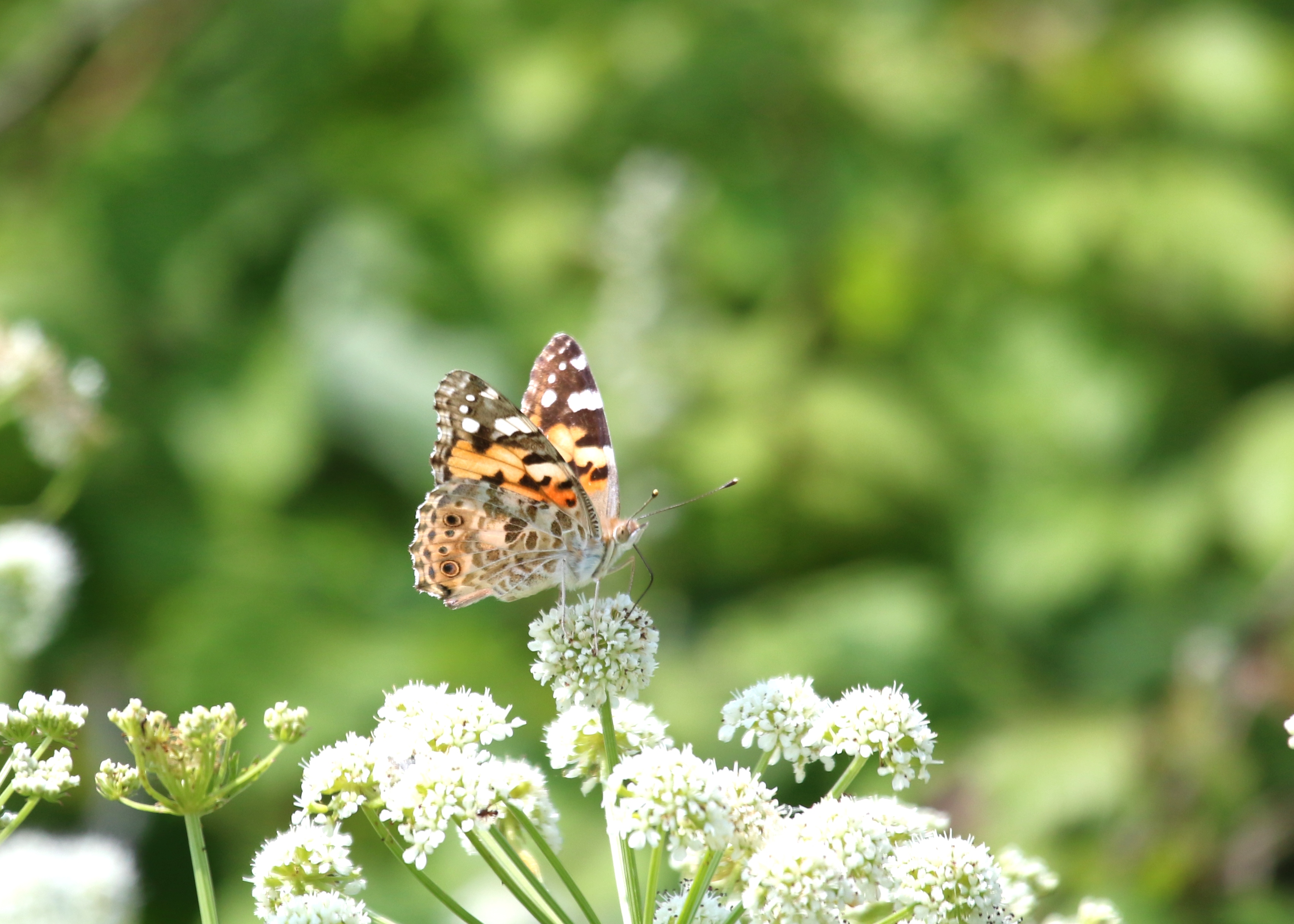 Painted Lady, Cr. Rob Werran