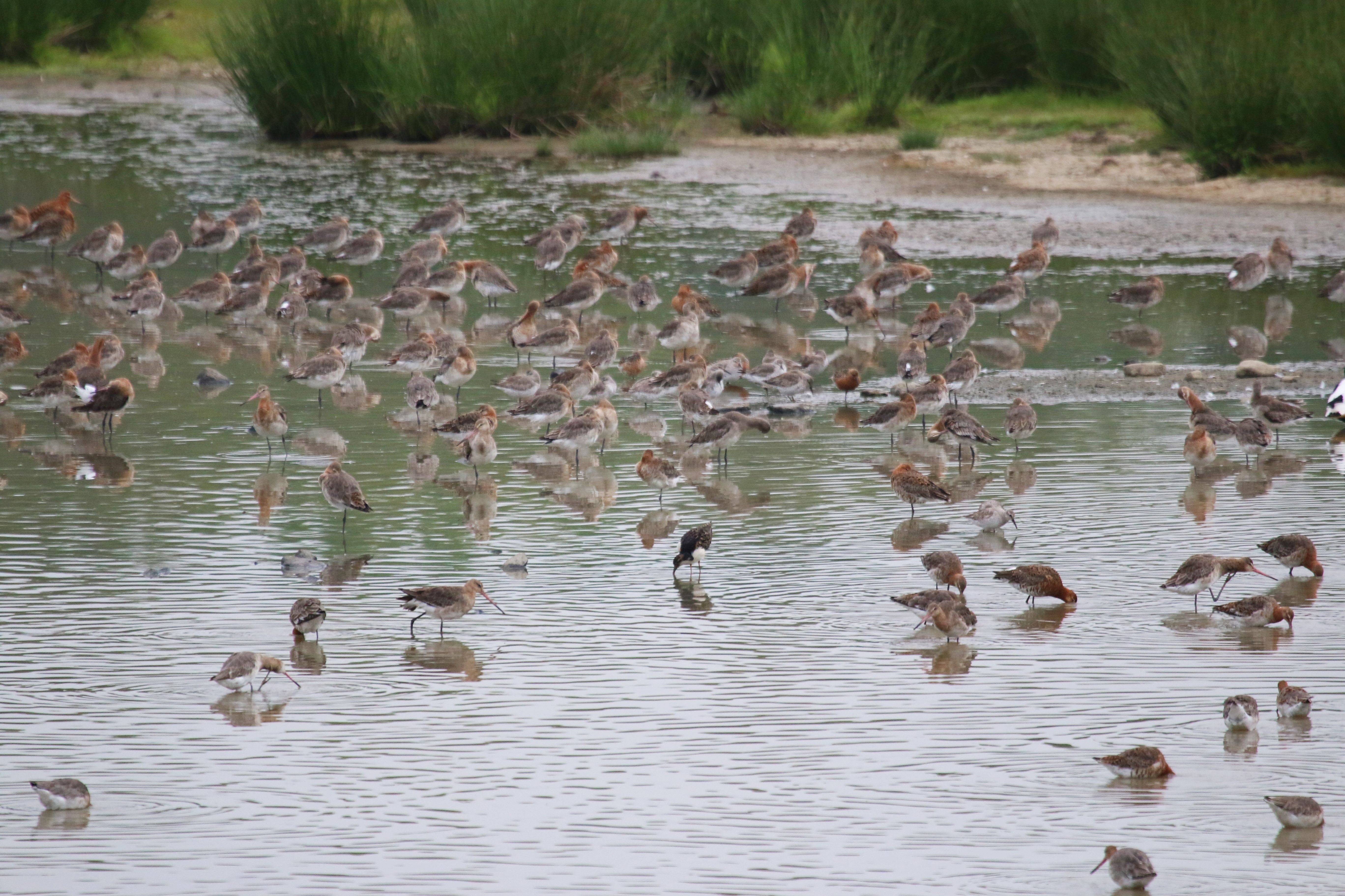 Mixed Waders Cr.Rob Werran