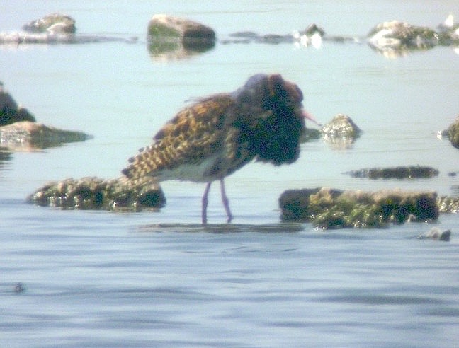 Male Ruff on the Mere today in the heat haze (T. Disley)
