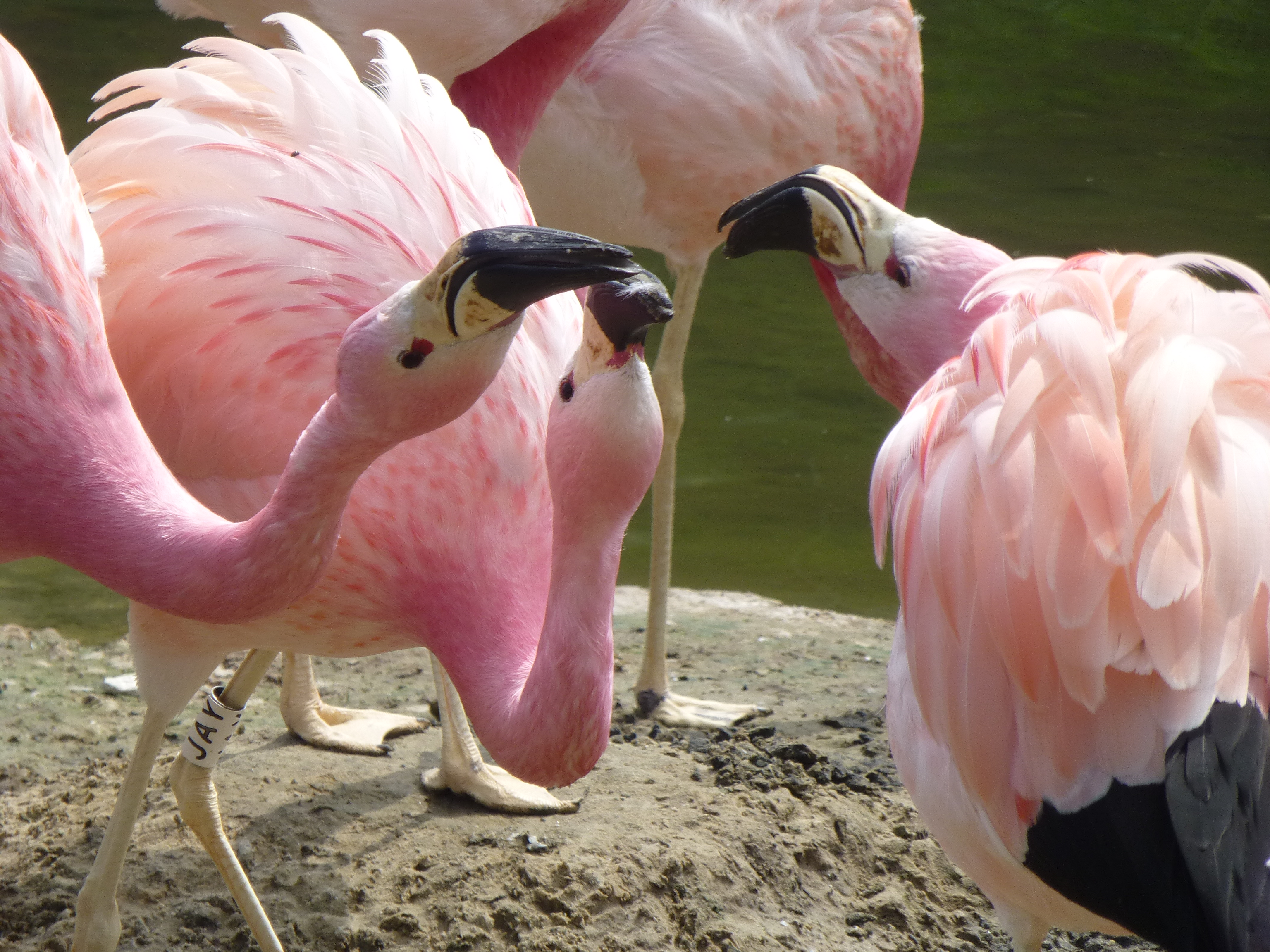 It's beneficial for flamingos to scrap over their nesting area. It makes them feel possessive and gives them ownership of a nest mound.