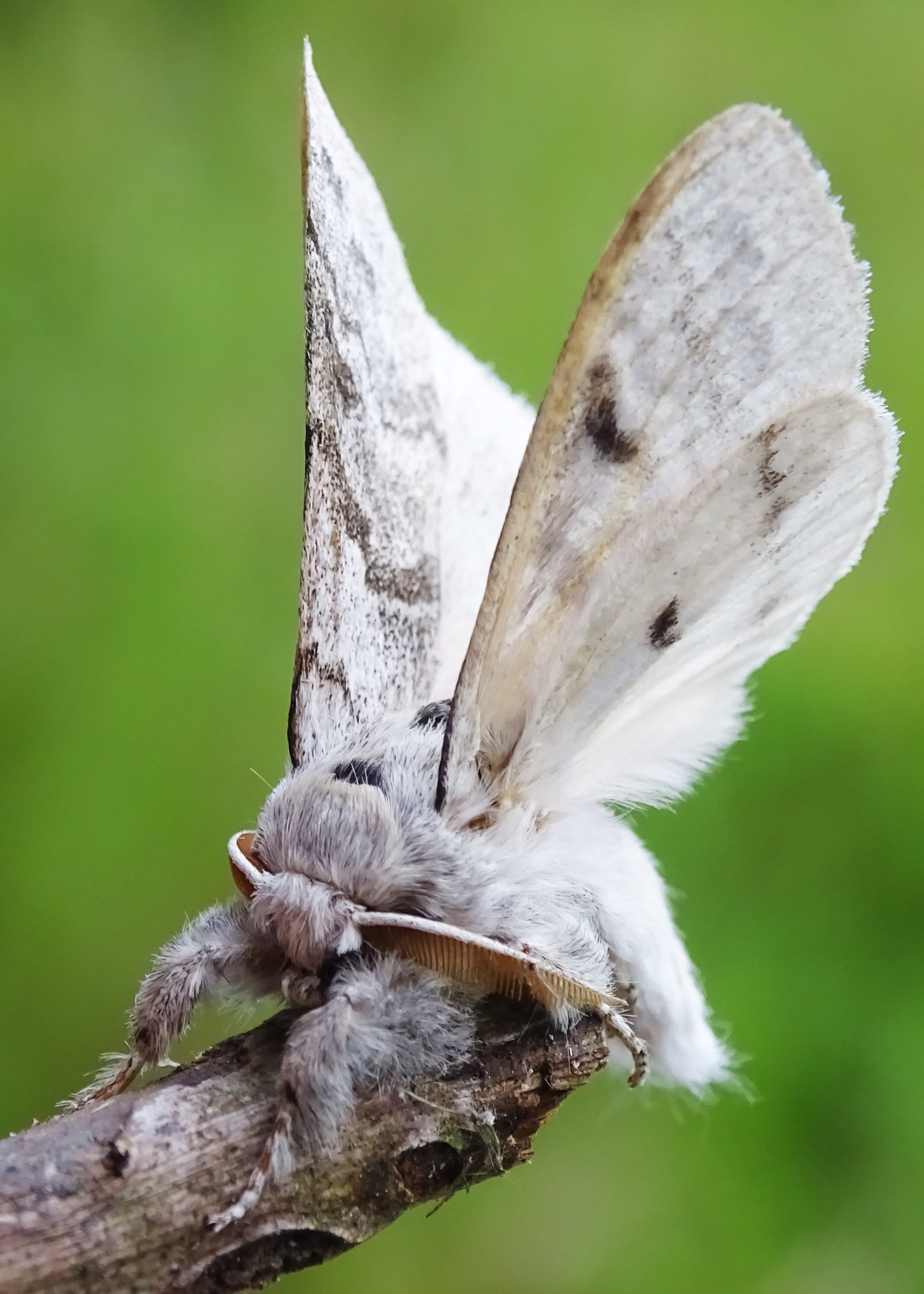 Puss Moth Cr. Rob Werran