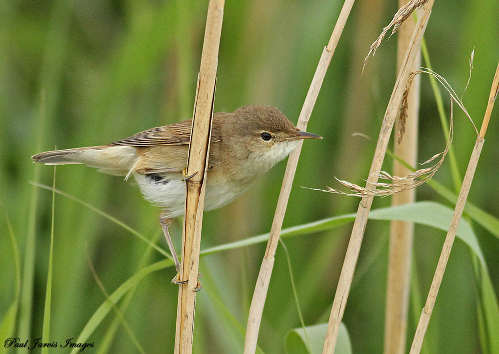 Reed Warbler by Paul Jarvis (Archive Picture)