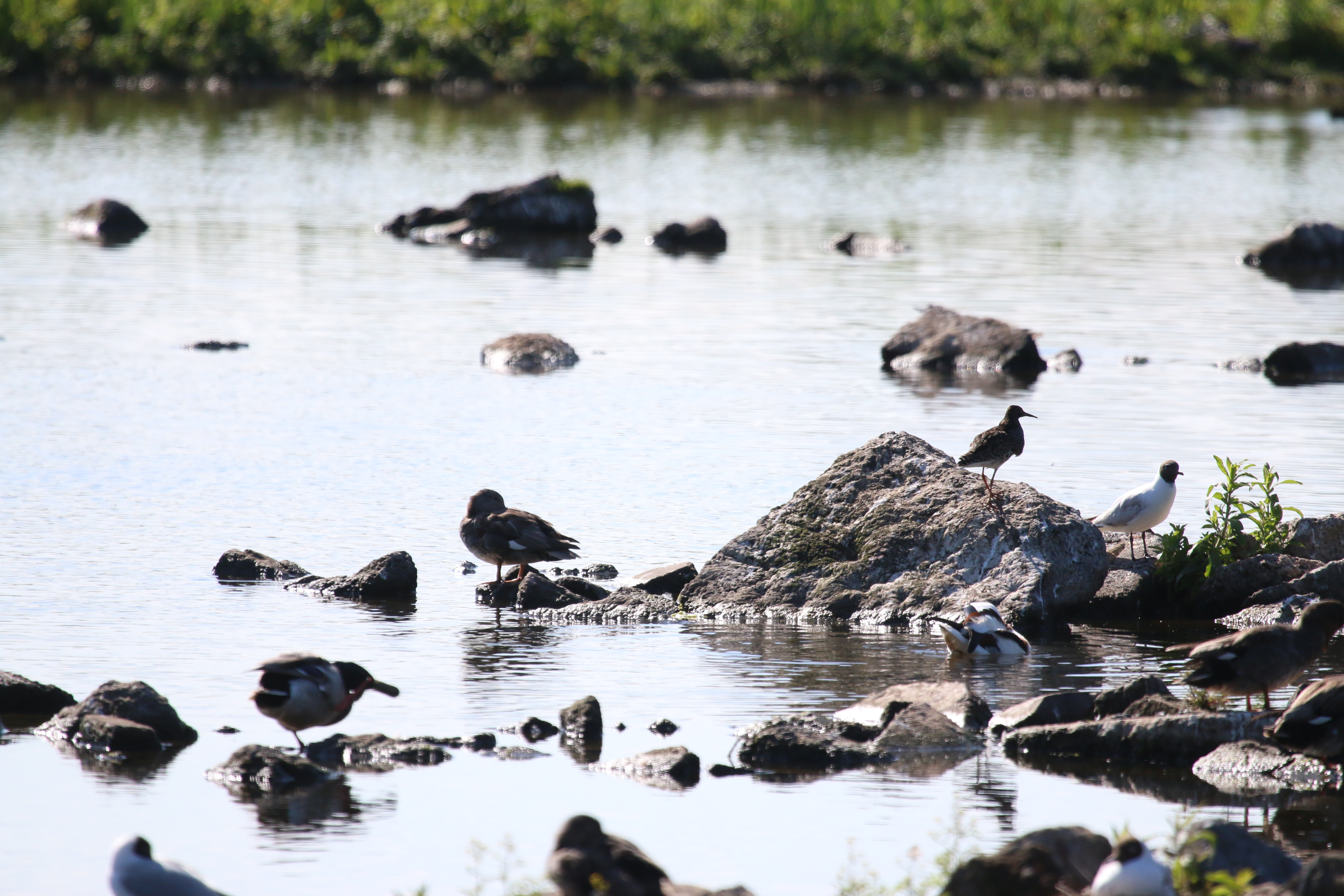 Ruff, Cr. Rob Werran