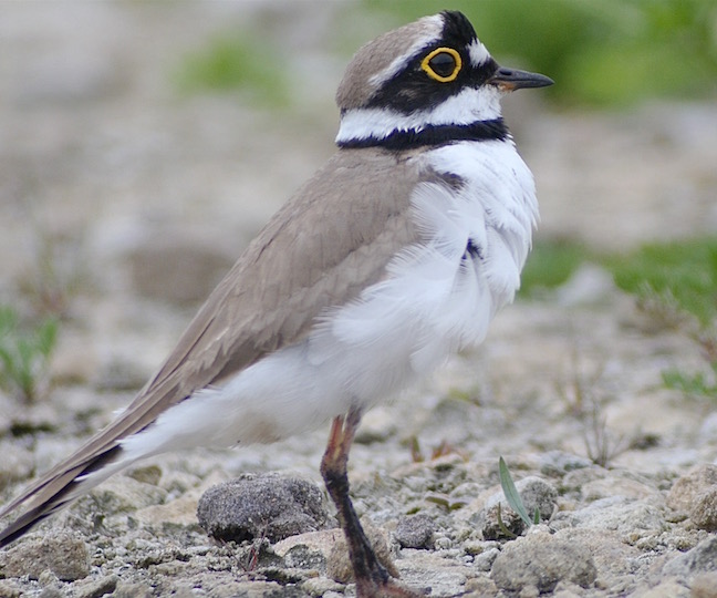 Little Ringed Plover on the Mere displaying (T. Disley)