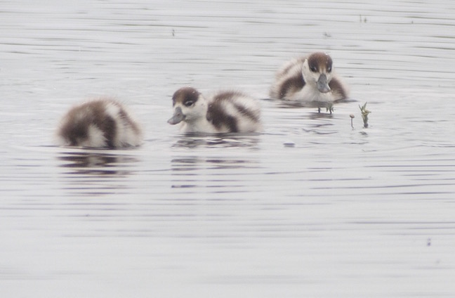 Shelduck Chicks on the Mere (T. Disley)