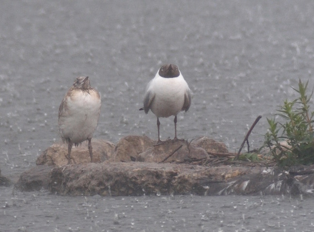 Black-headed Gulls during yesterdays heavy rain (T. Disley)