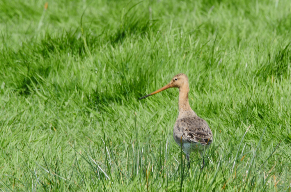 Black tailed godwit by Bob Ellis