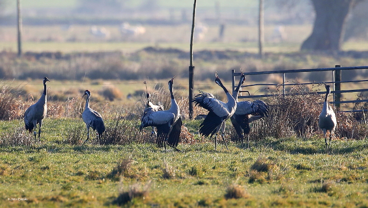 cranes somerset (c) John Crispin