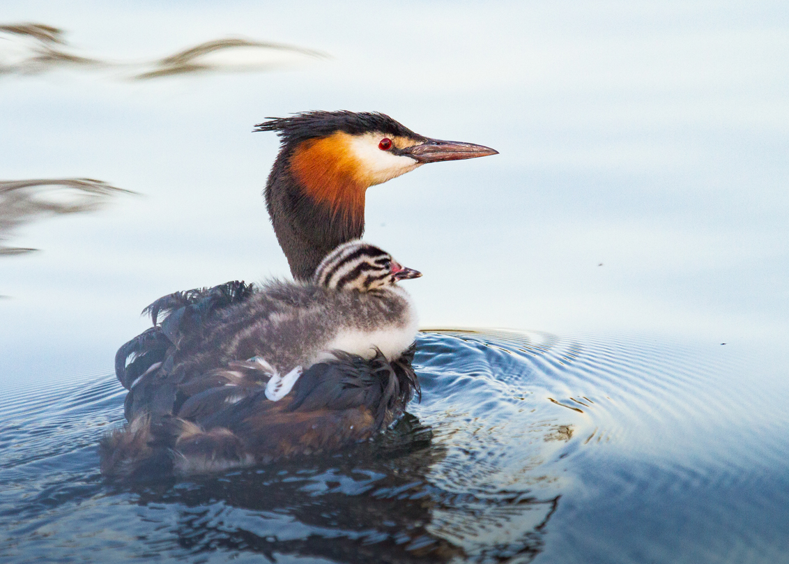 great crested grebe small
