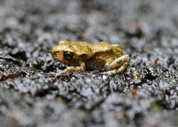 Toadlets were hatching out of the front pond over the weekend.