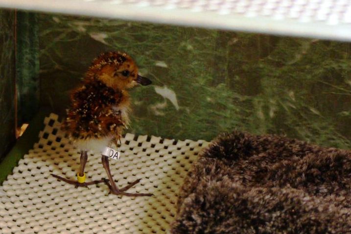 0A yellow left the first chick to hatch now dry and fluffy