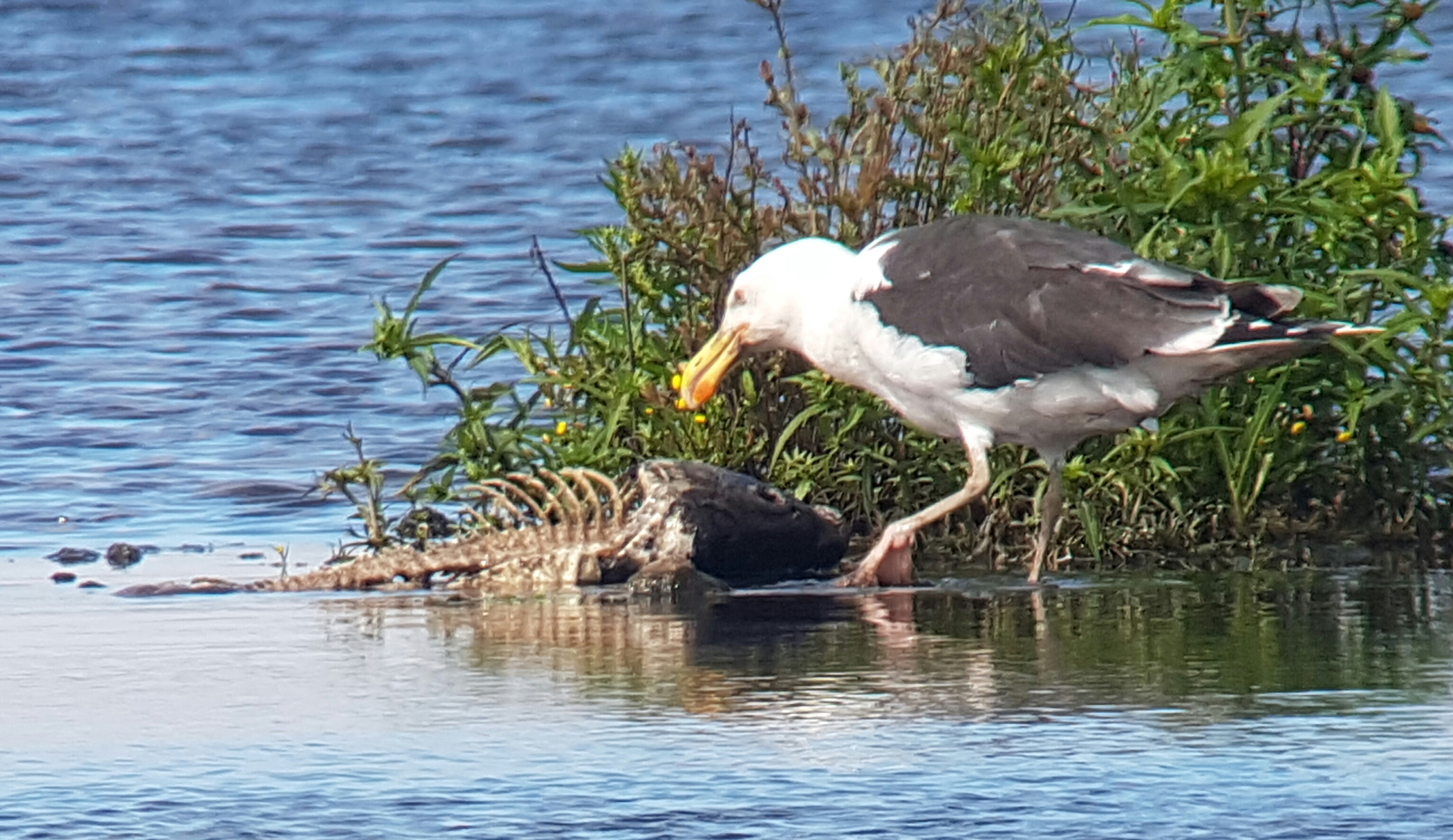 Great Black-backed Gull feeding on the corpse of a large Carp.