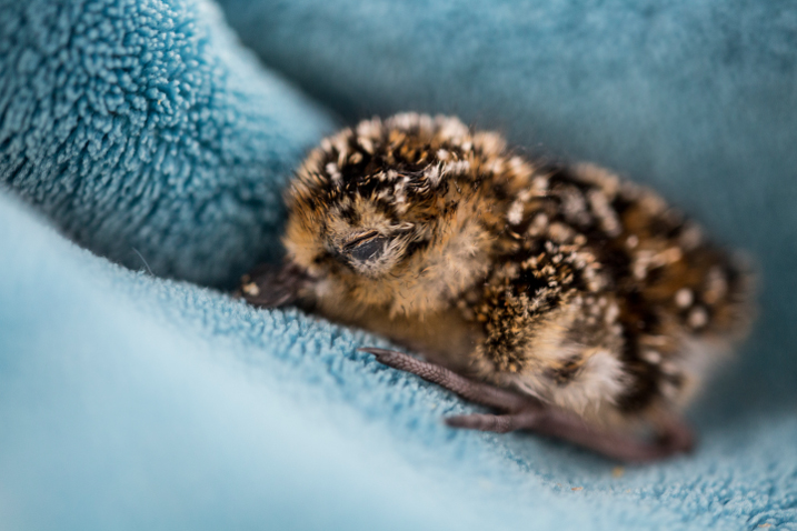 Ben Cherry - Spoon-billed Sandpiper-8