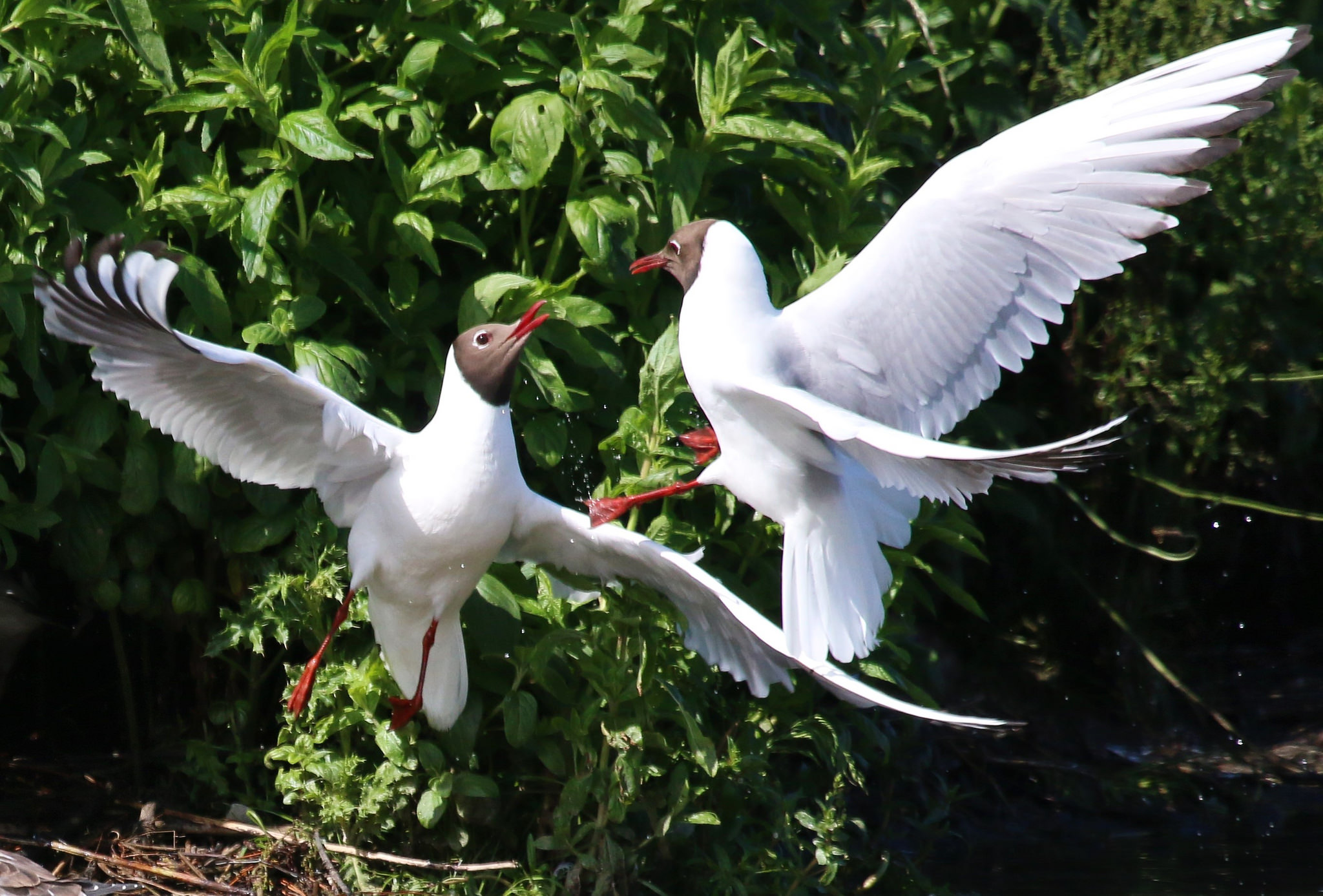 Black Headed Gulls Cr. Rob Werran