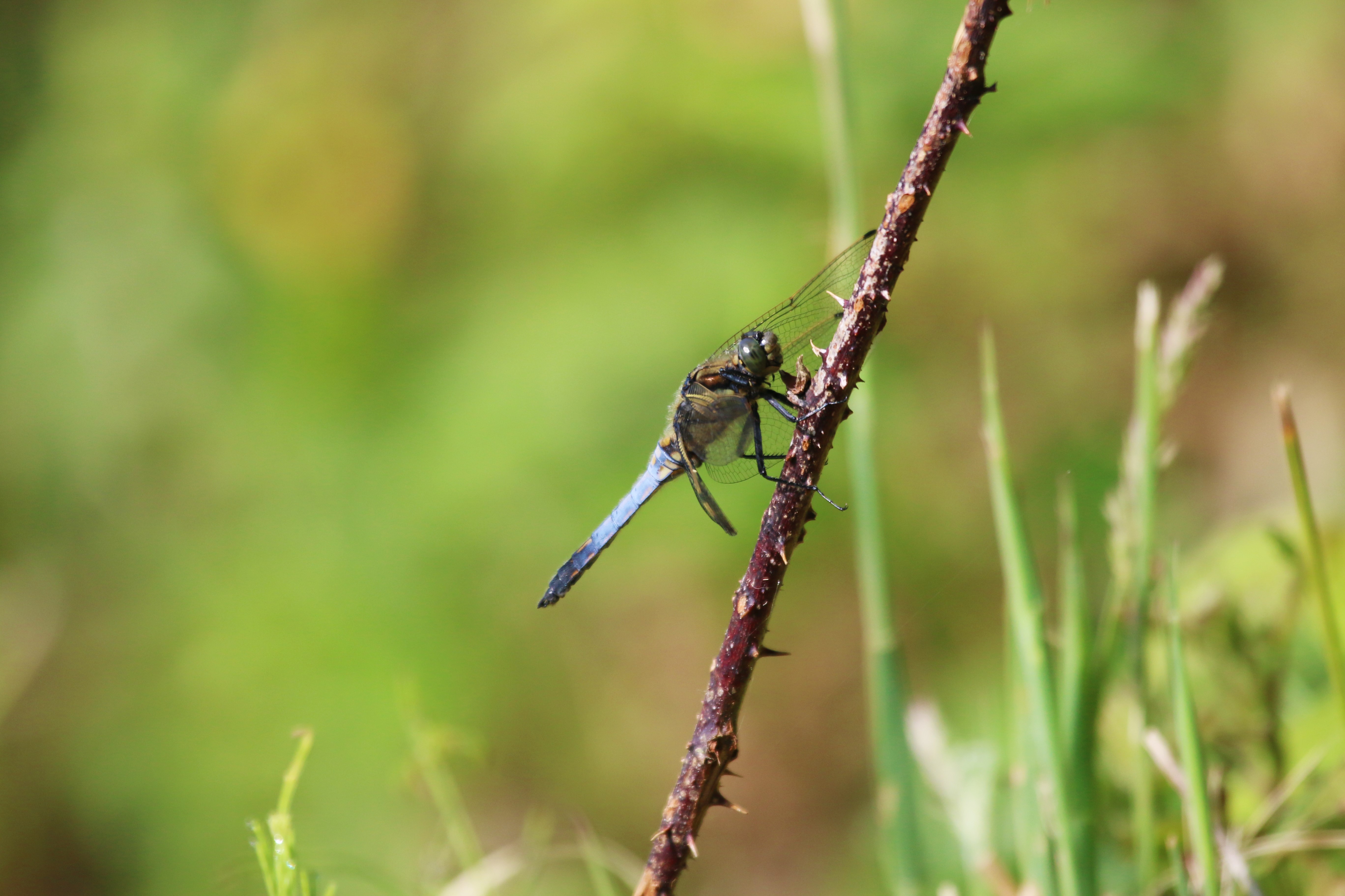 Black-Tailed Skimmer, Cr. Rob Werran