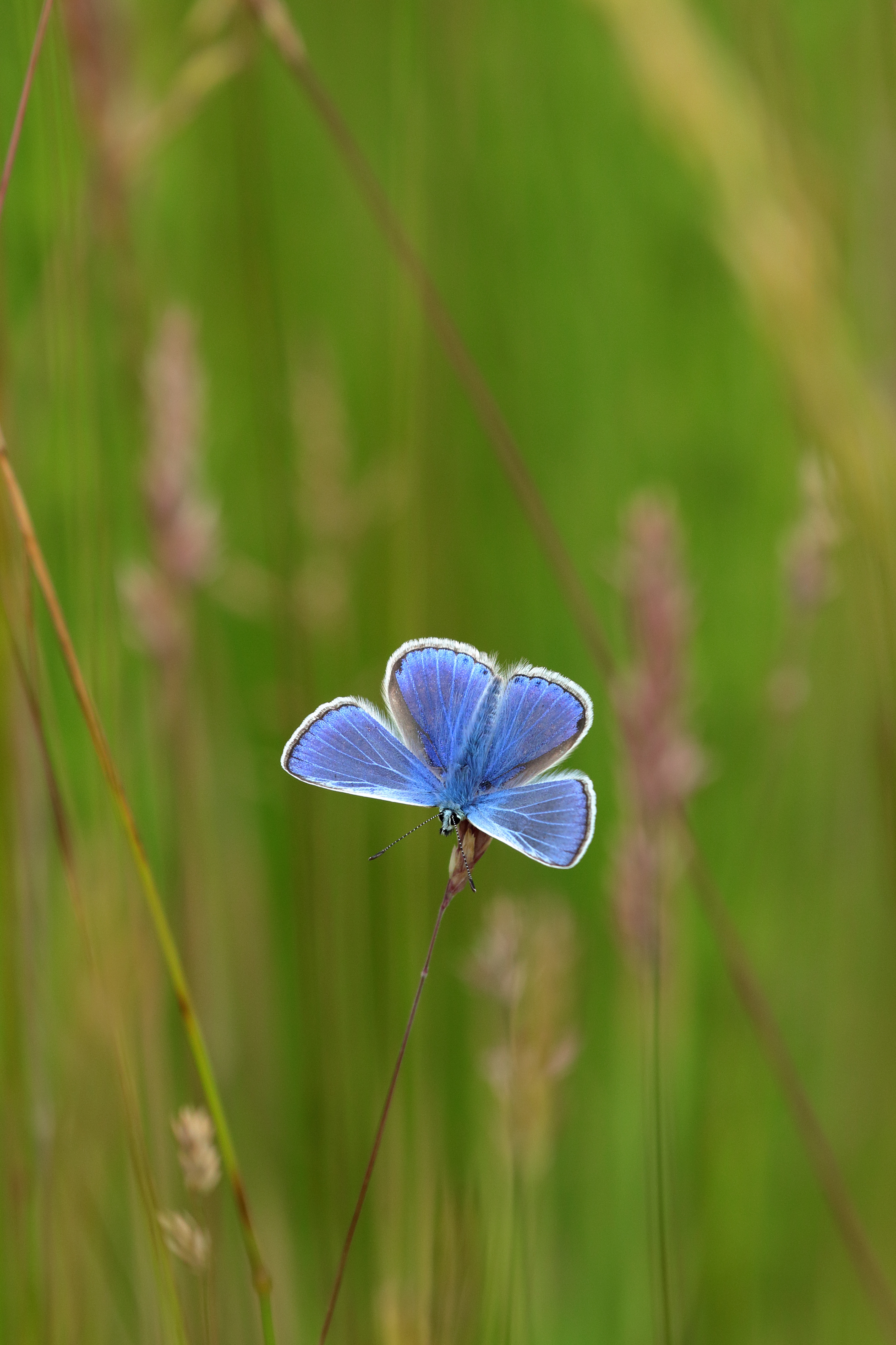 Blue butterfly