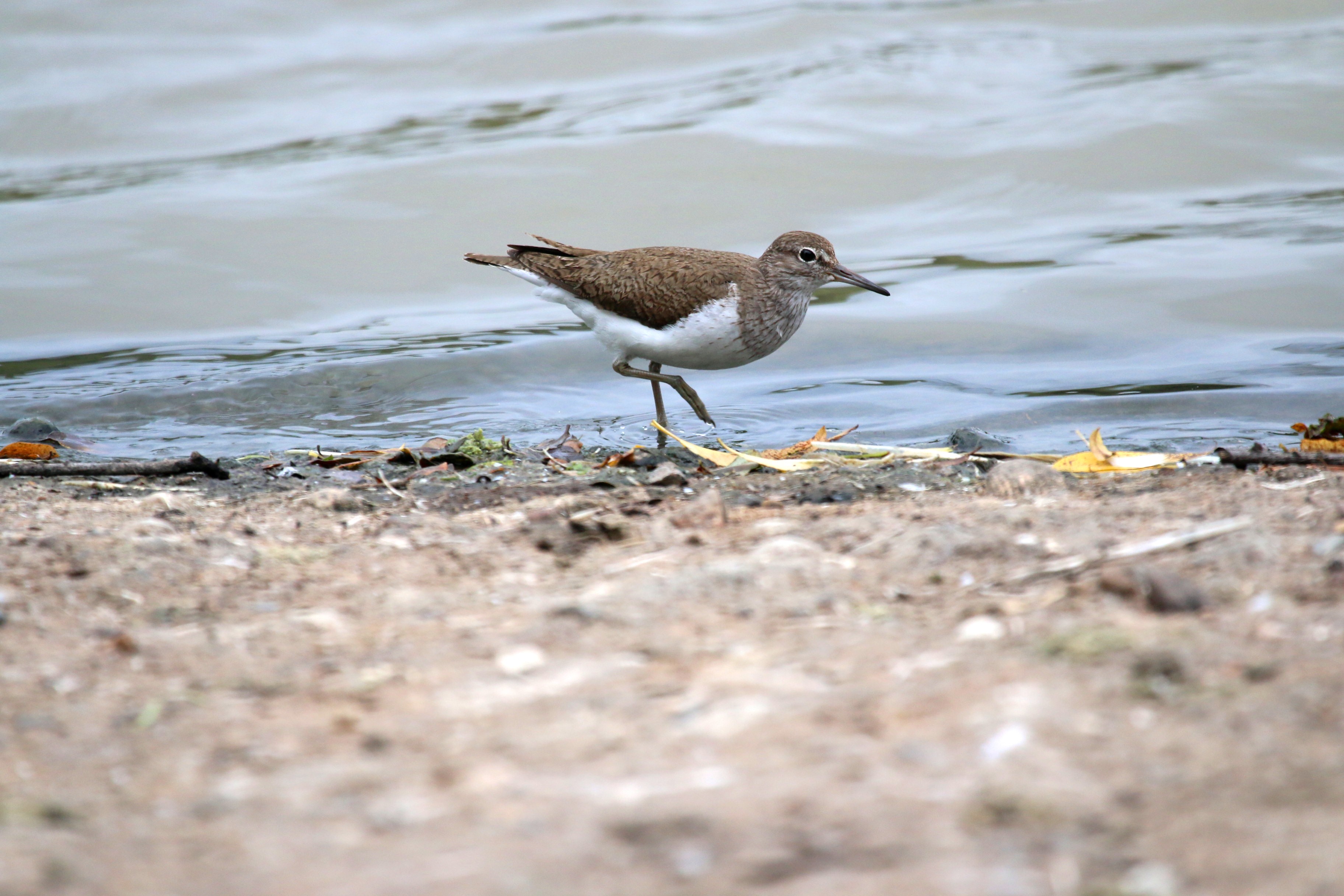 Common Sandpiper Cr. Rob Werran