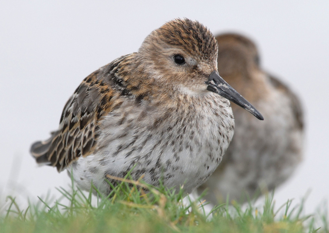 Dunlnin at Slimbridge taken by James Lees (Archive Picture)