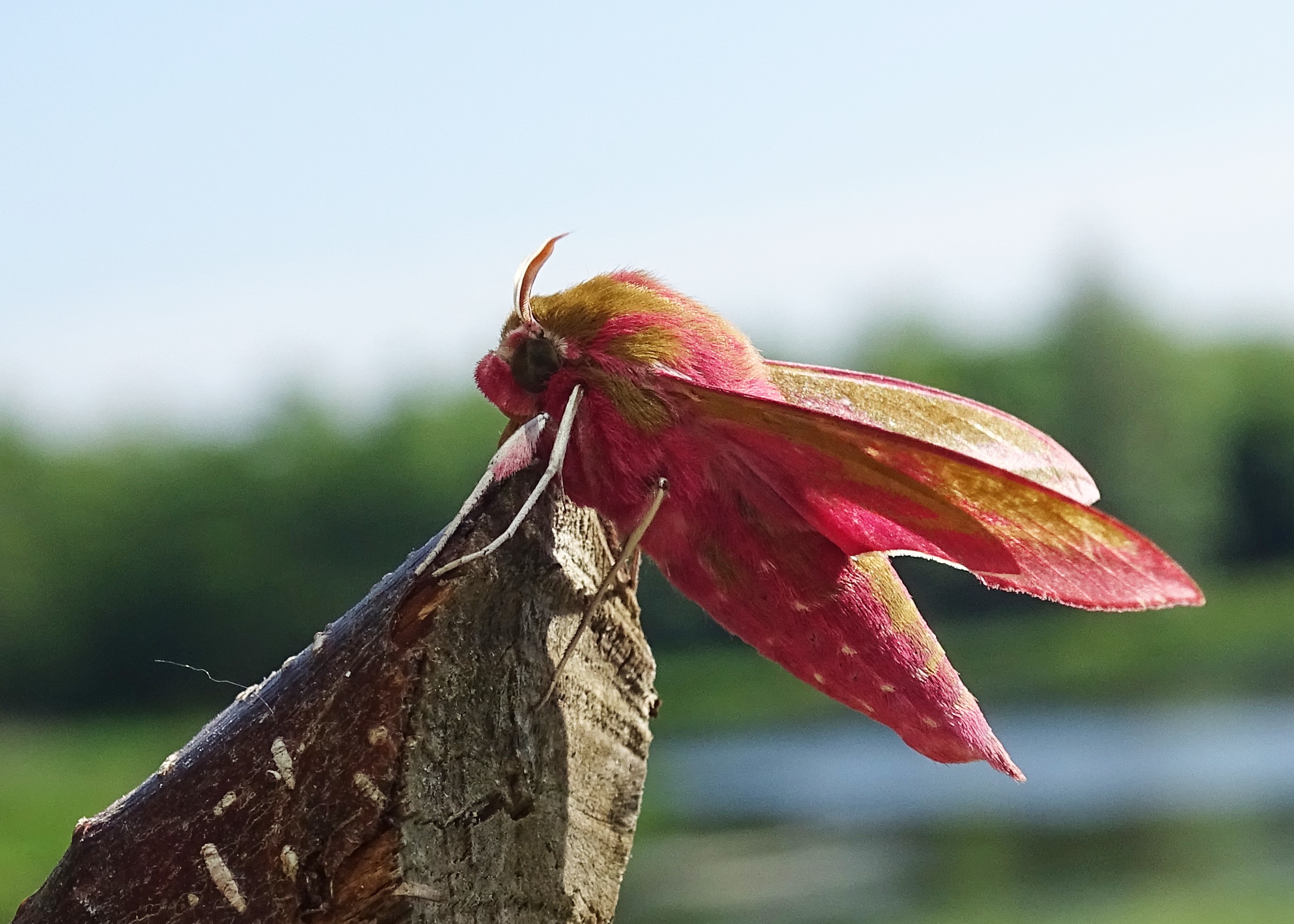 Elephant Hawk Moth, Cr. Rob Werran