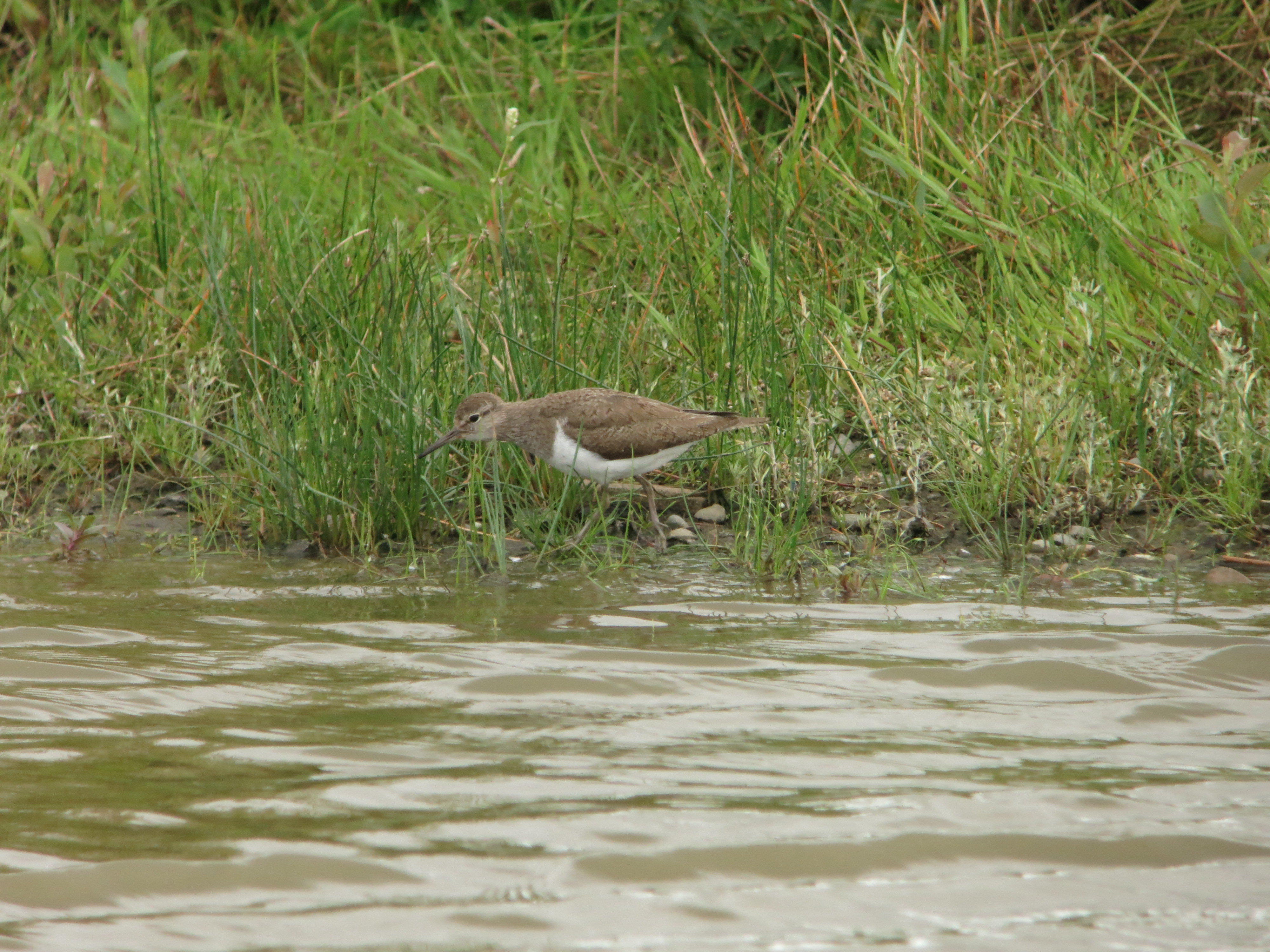 Common Sandpiper on the Folly Pond. Photo digiscoped by Reserve Manager Joe Bilous