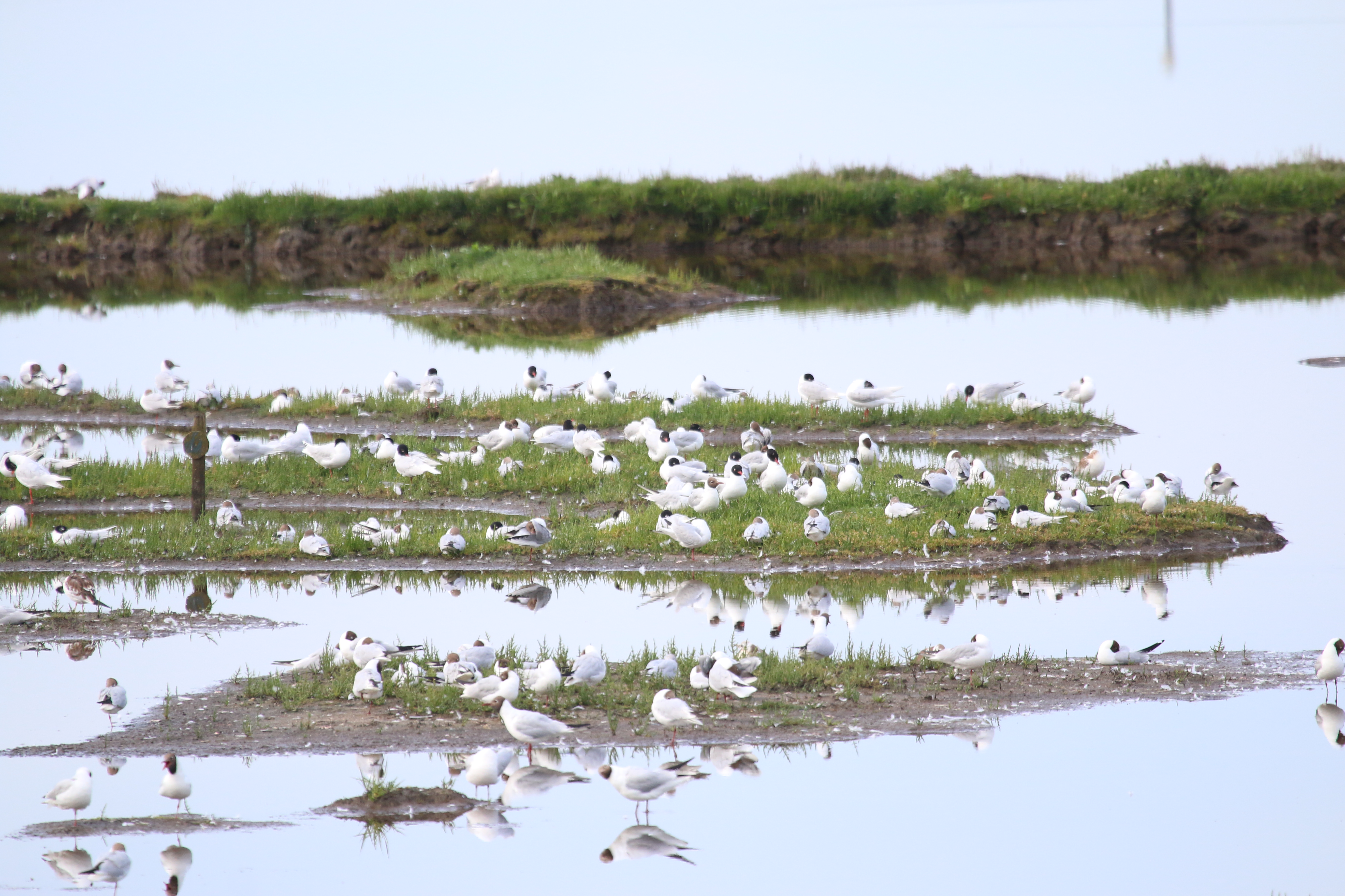 Med Gulls, Cr. Rob Werran