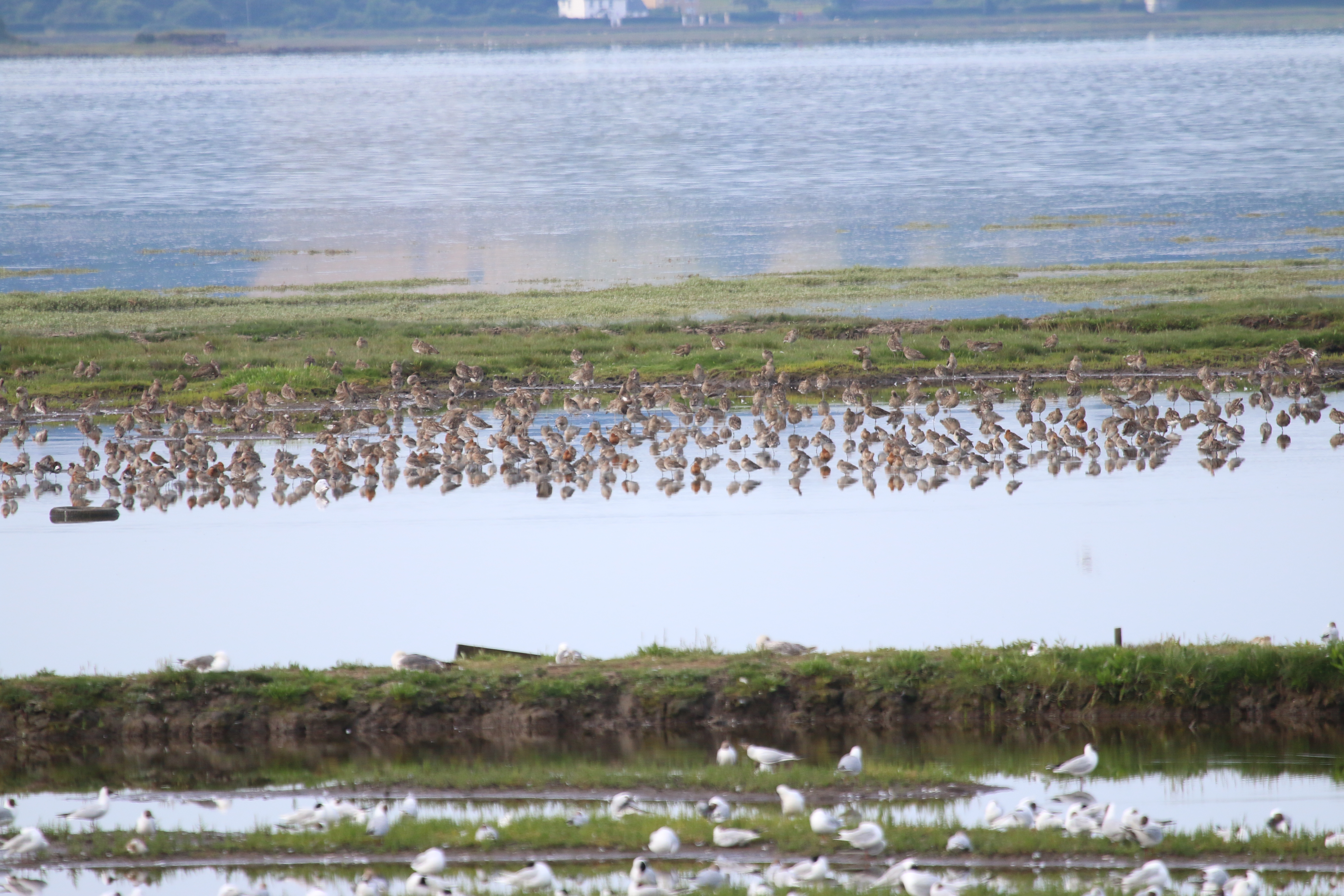 Mixed Waders and Gulls, Cr.Rob Werran