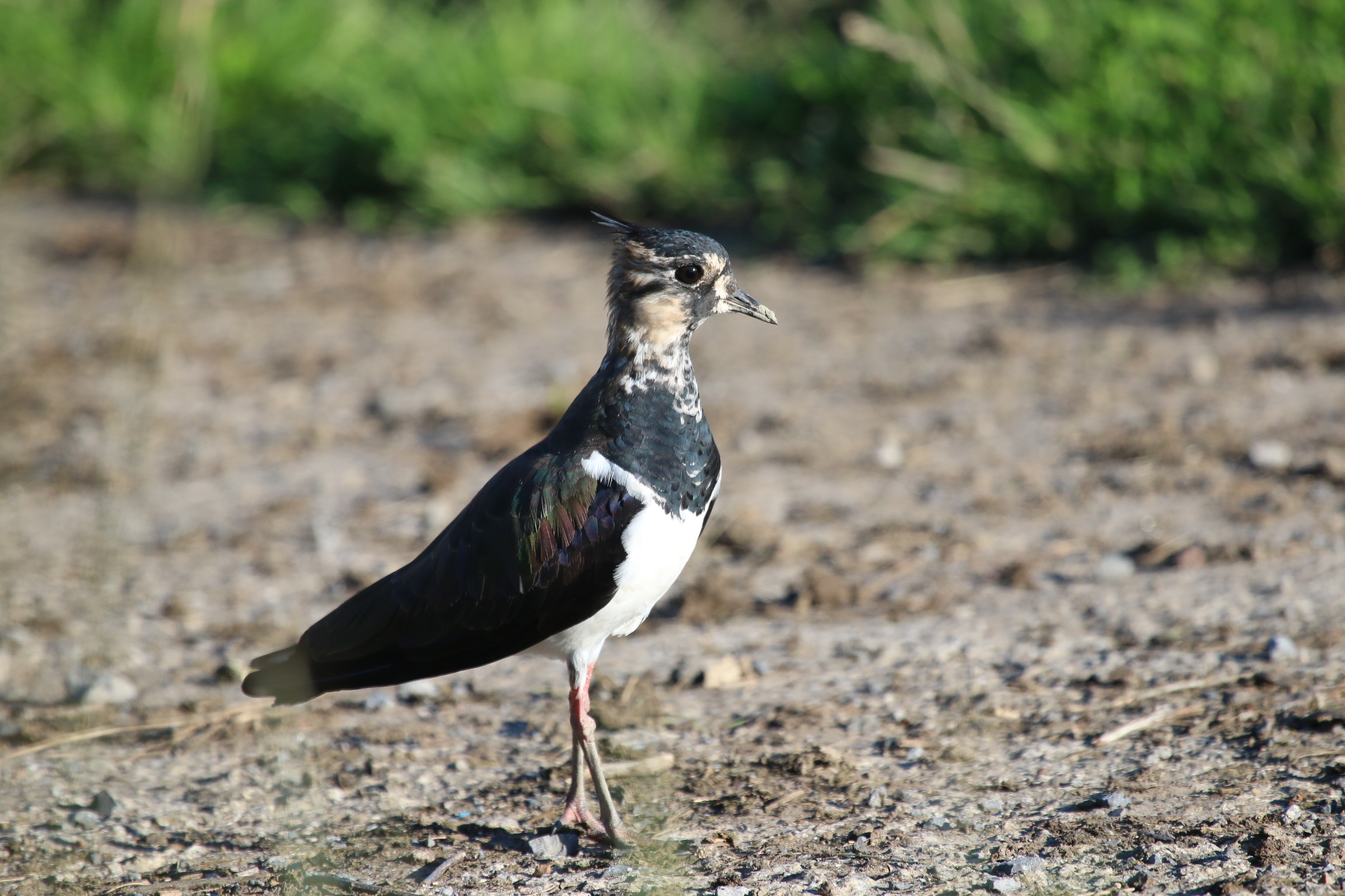 Lapwing, Cr. Rob Werran