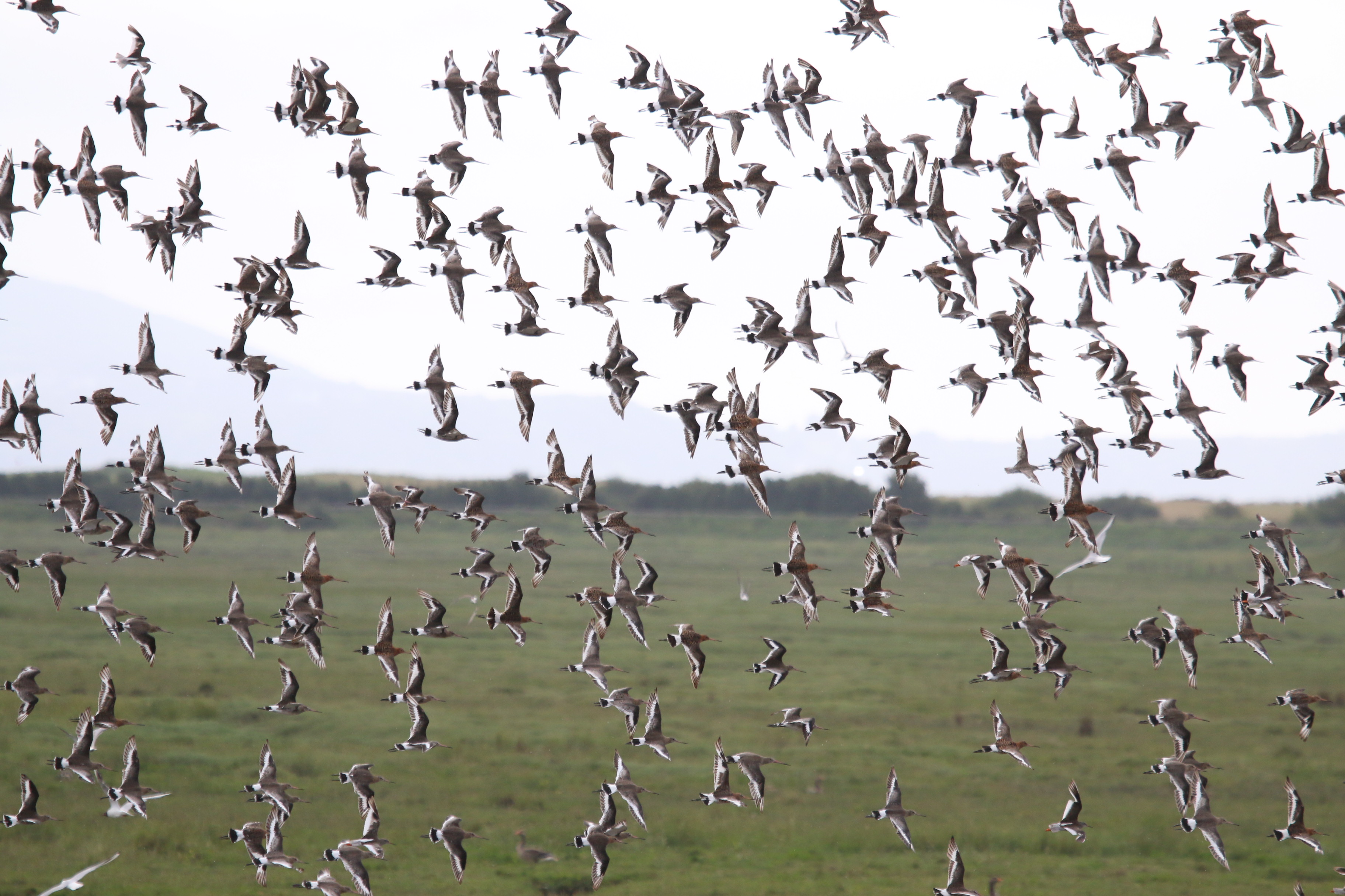 Waders In Flight, Cr. Rob Werran