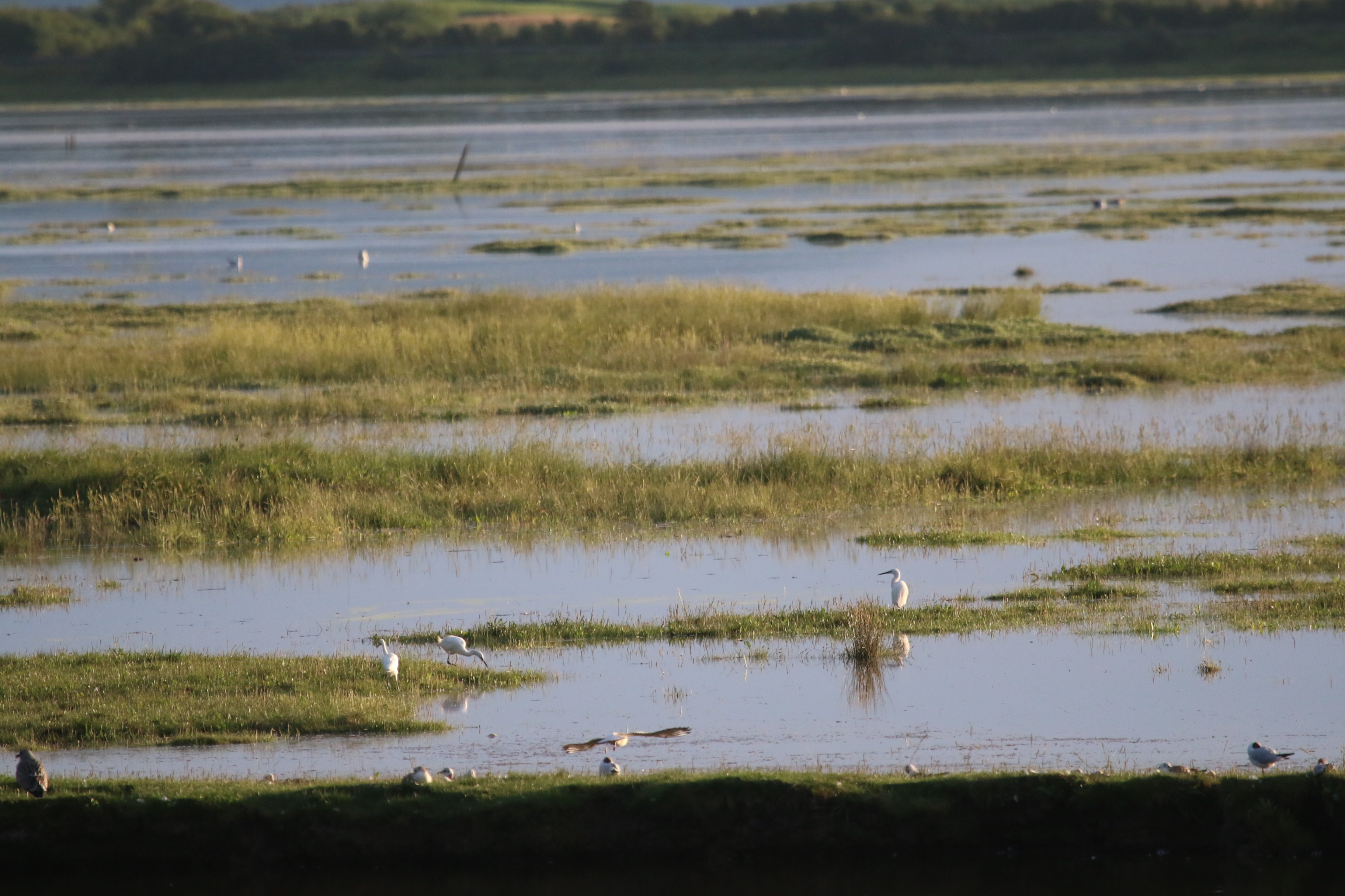 Flooded Marsh, Cr. Rob Werran