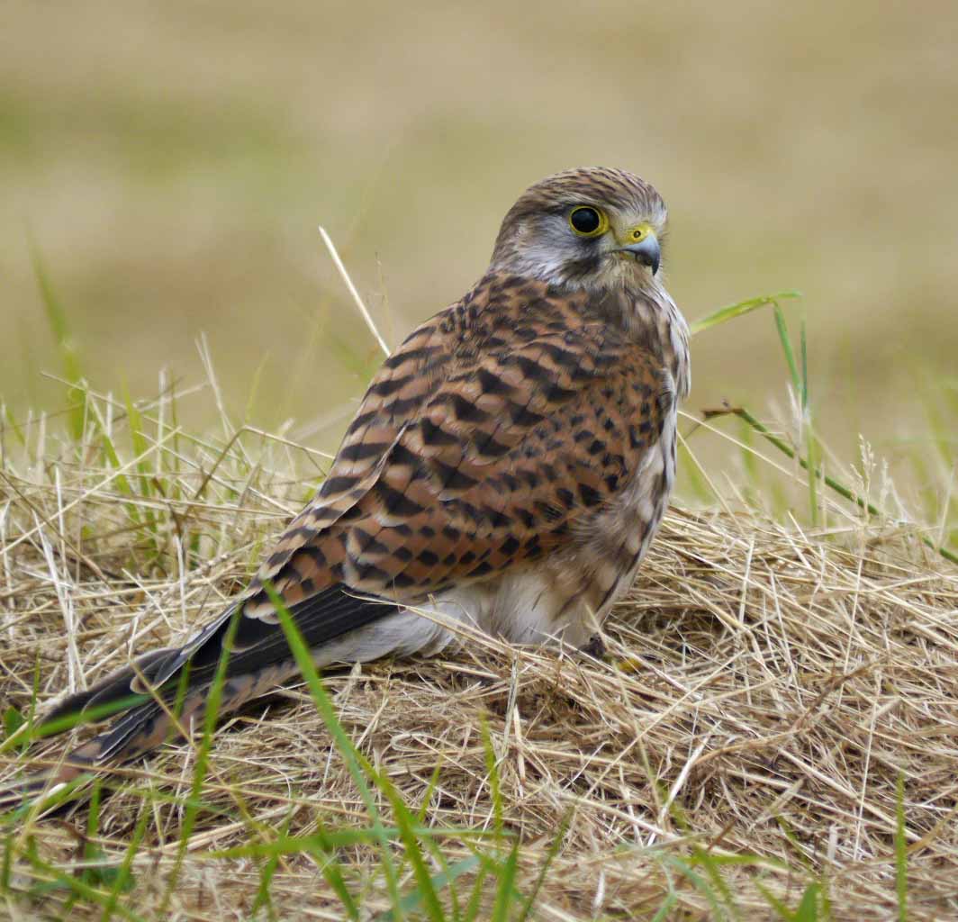 Kestrel, MJMcGill