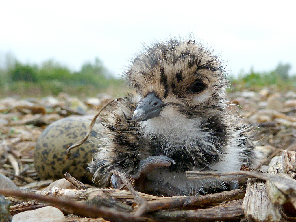 Lapwing chick 
