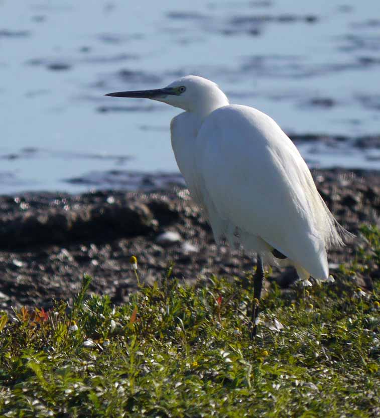 Little Egret, MJMcGill