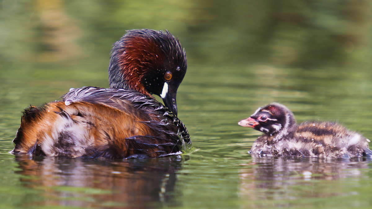 Little Grebe with chick