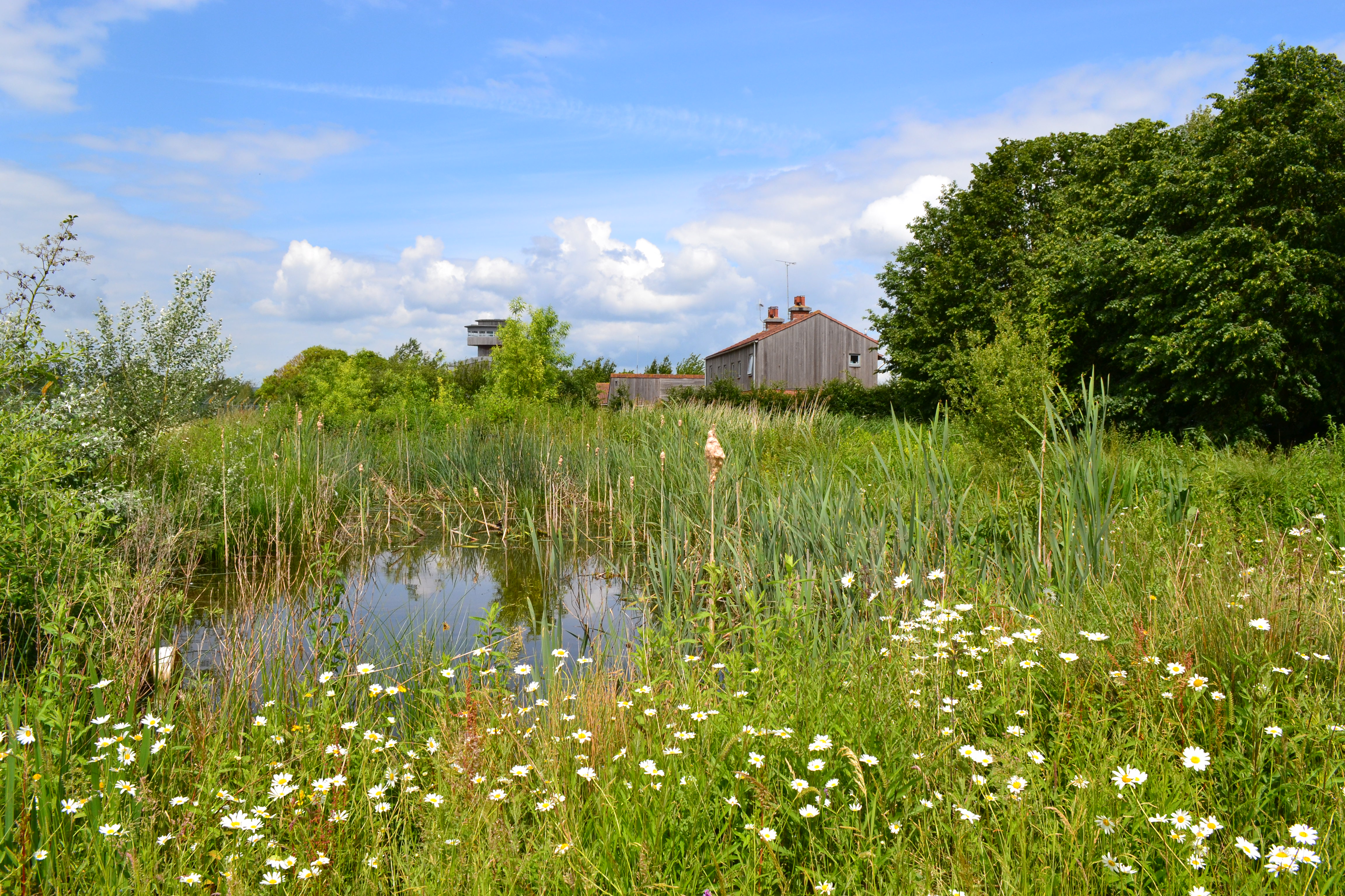 Wetland treatment system, WWT style: It traps sediment, waste goes in, and plants and clean water come out!