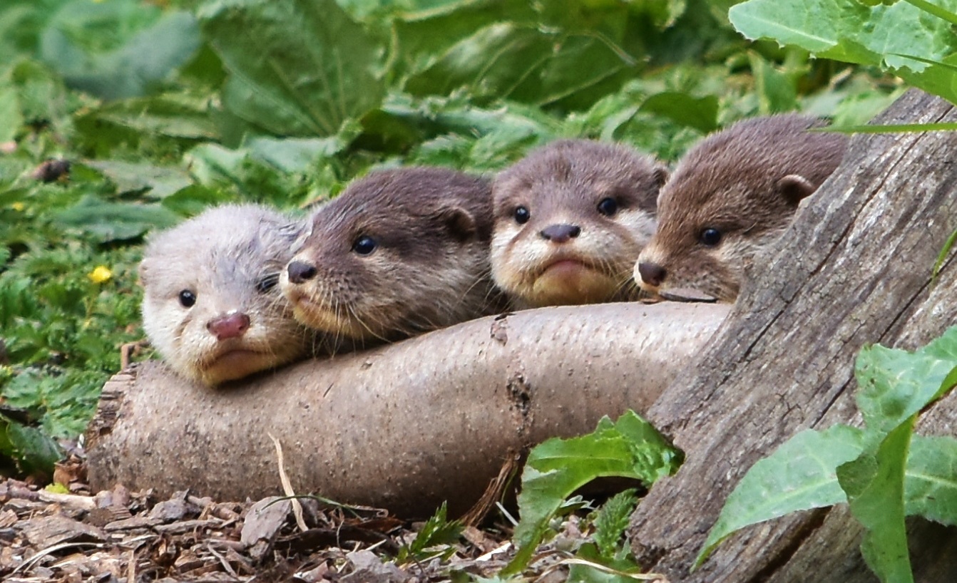 Cute names for cheeky otter babies | WWT