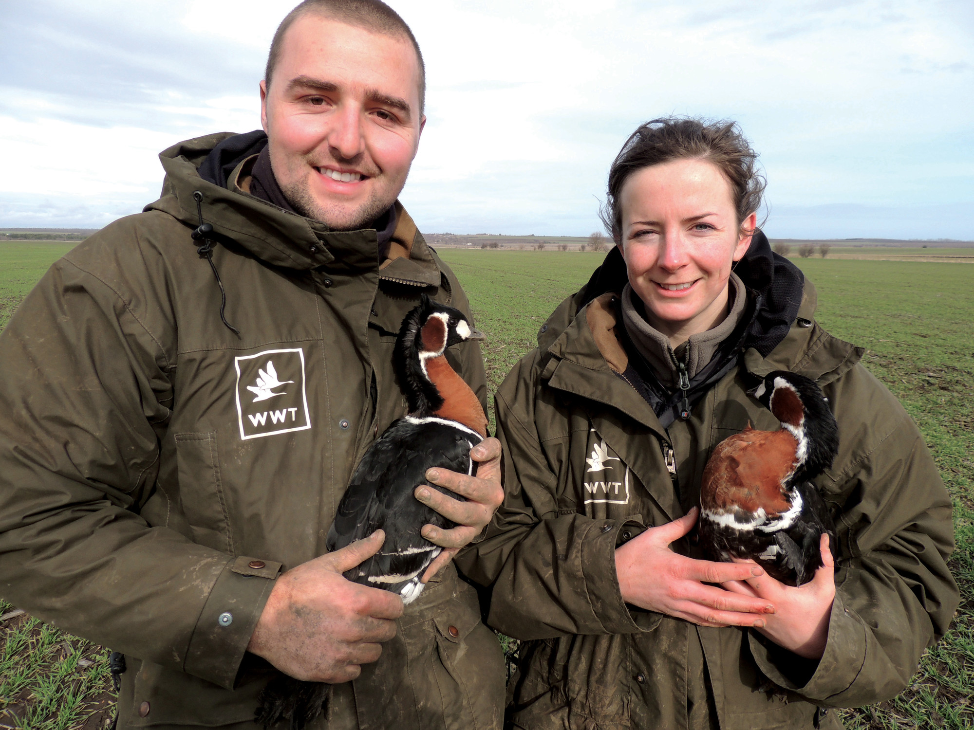 WWT are working to slow a 50% decline in red-breasted geese numbers - a project funded by the EU.