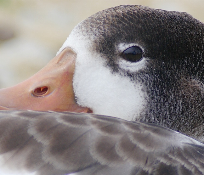 juvenile Shelduck at the edge of the Mere (T. Disley)