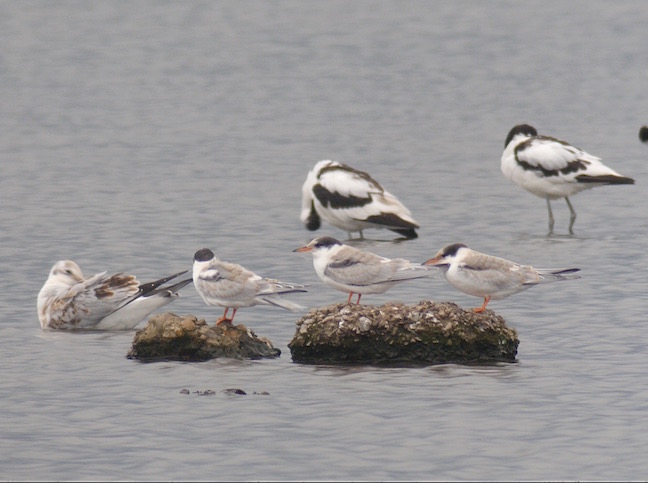 juvenile Common Terns on the Mere (T. Disley)