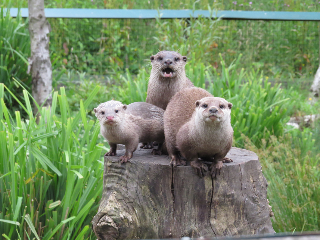 Small_otters
