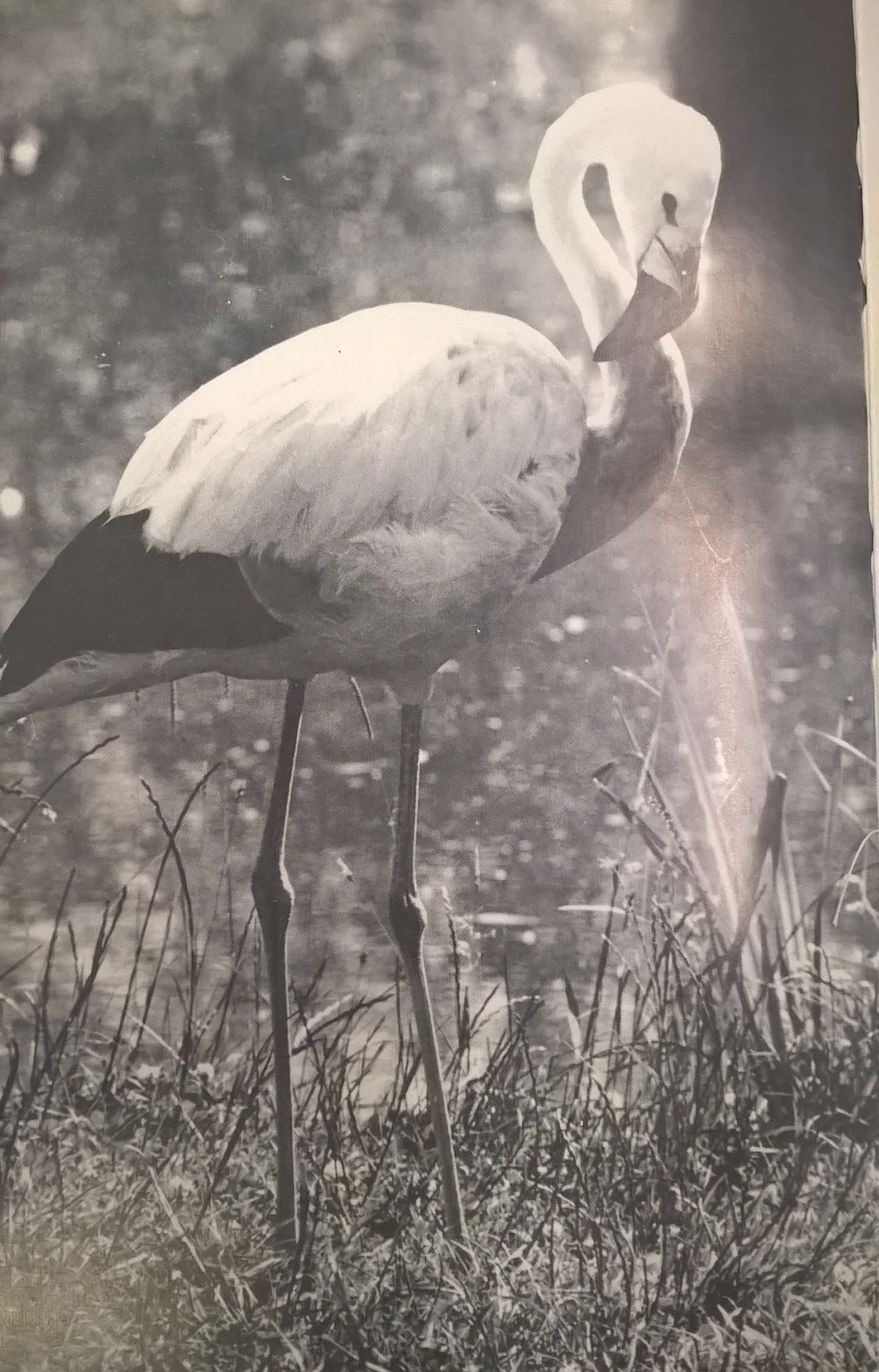 One of the first five Andean flamingos to arrive at Slimbridge in 1965. Four years later, WWT was the first place to breed the Andean flamingo in captivity. Copyright: WWT.