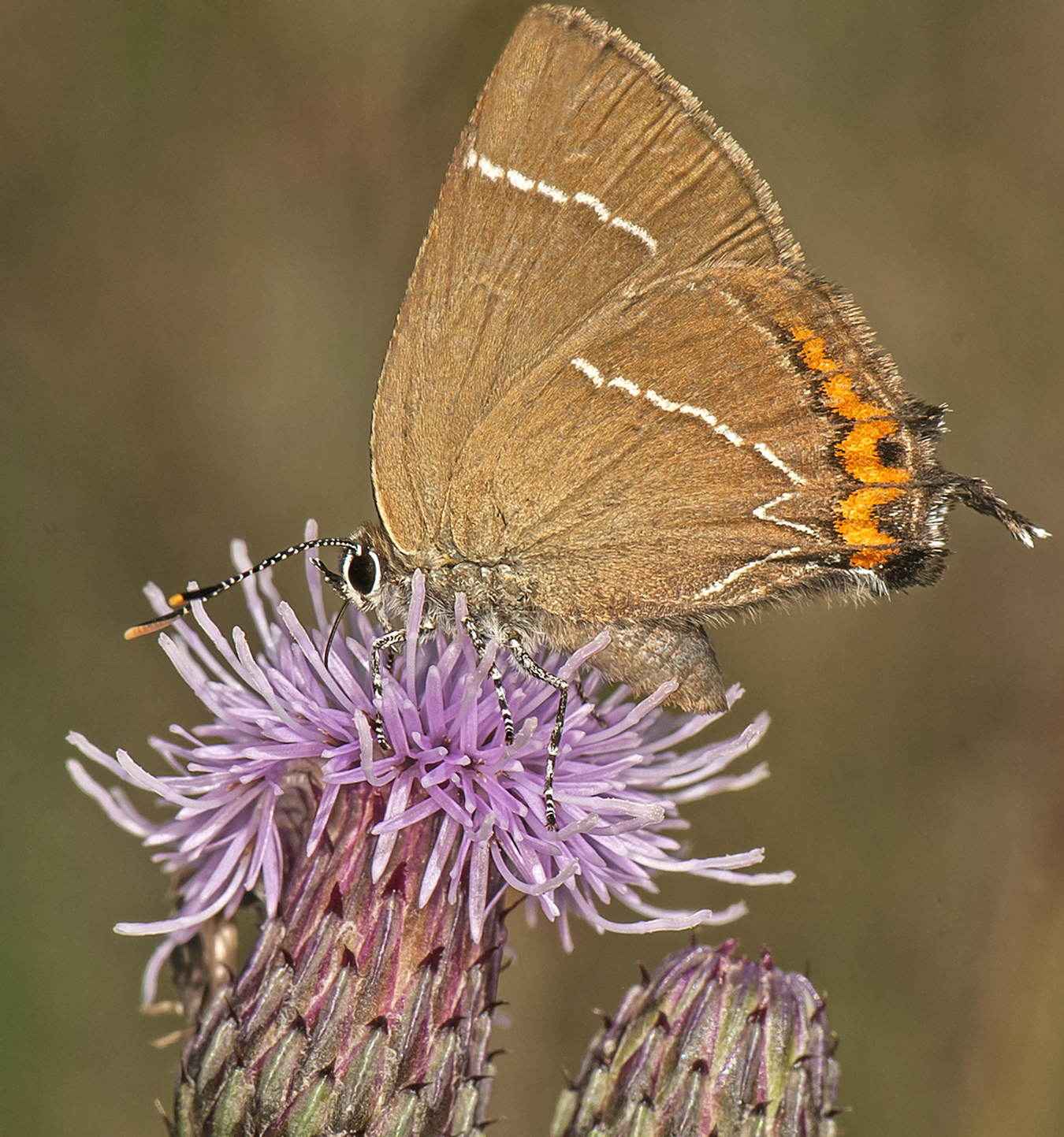 White-letter Hairstreak, Cr. Wayne Davies