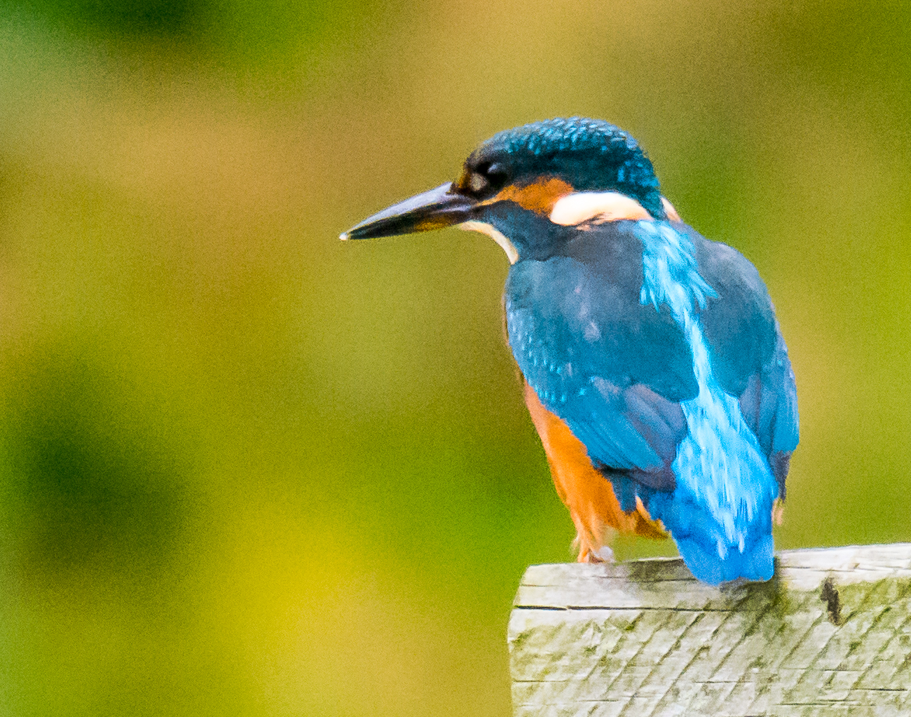 kingfisher2