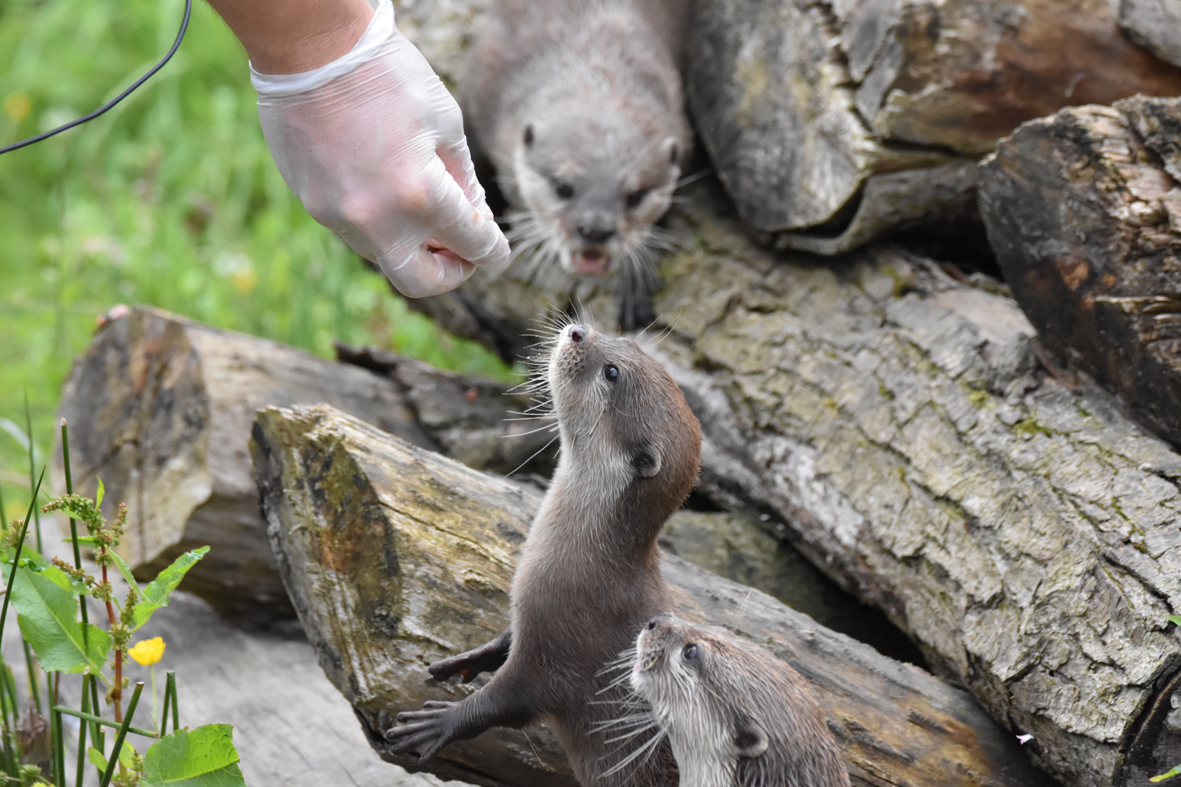 Otter cub training