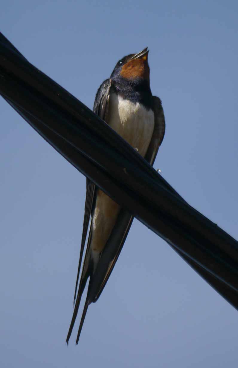 Adult Swallow, MJMcGill