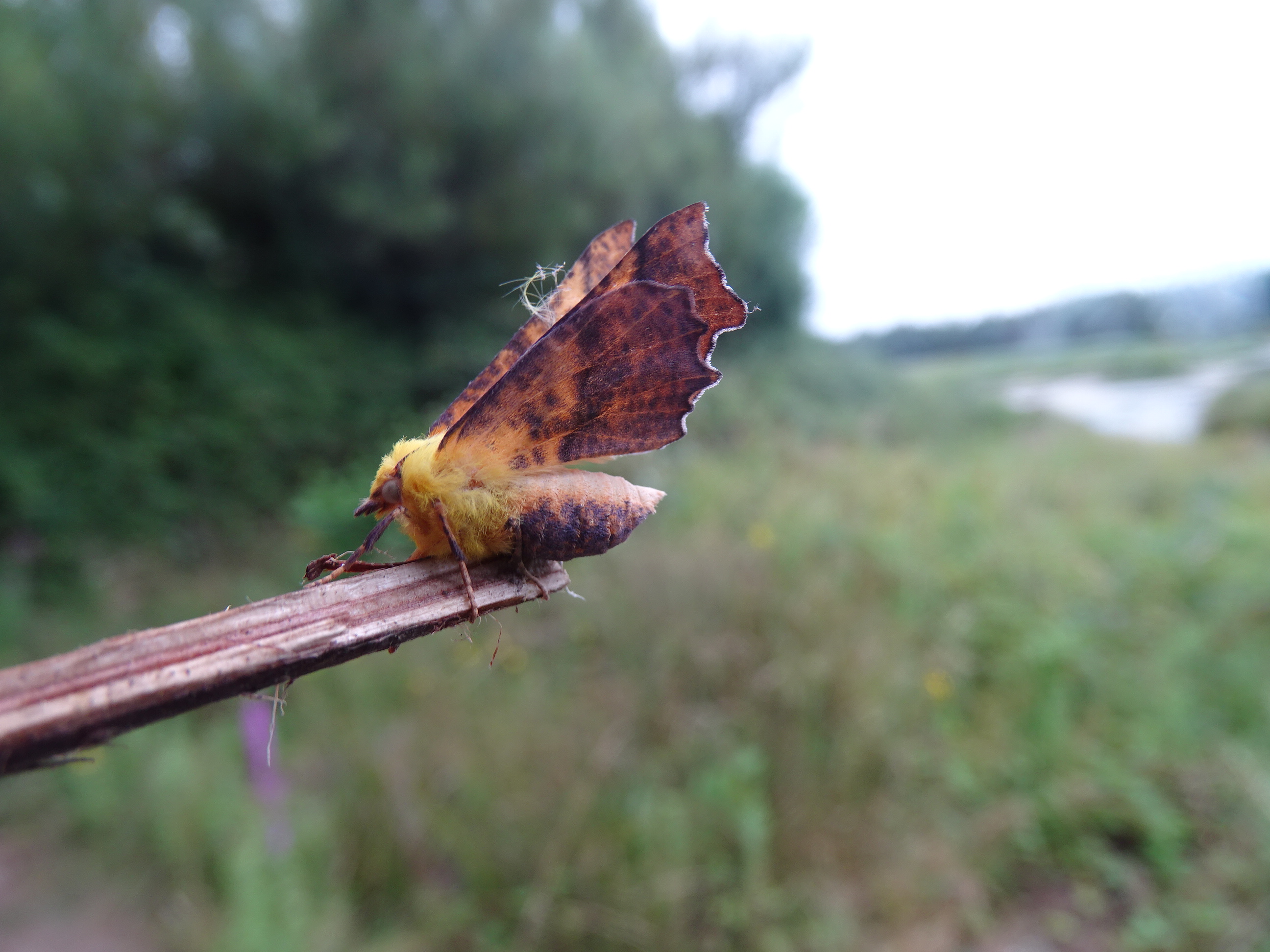 Canary Shouldered Thorn, Cr. Rob Werran