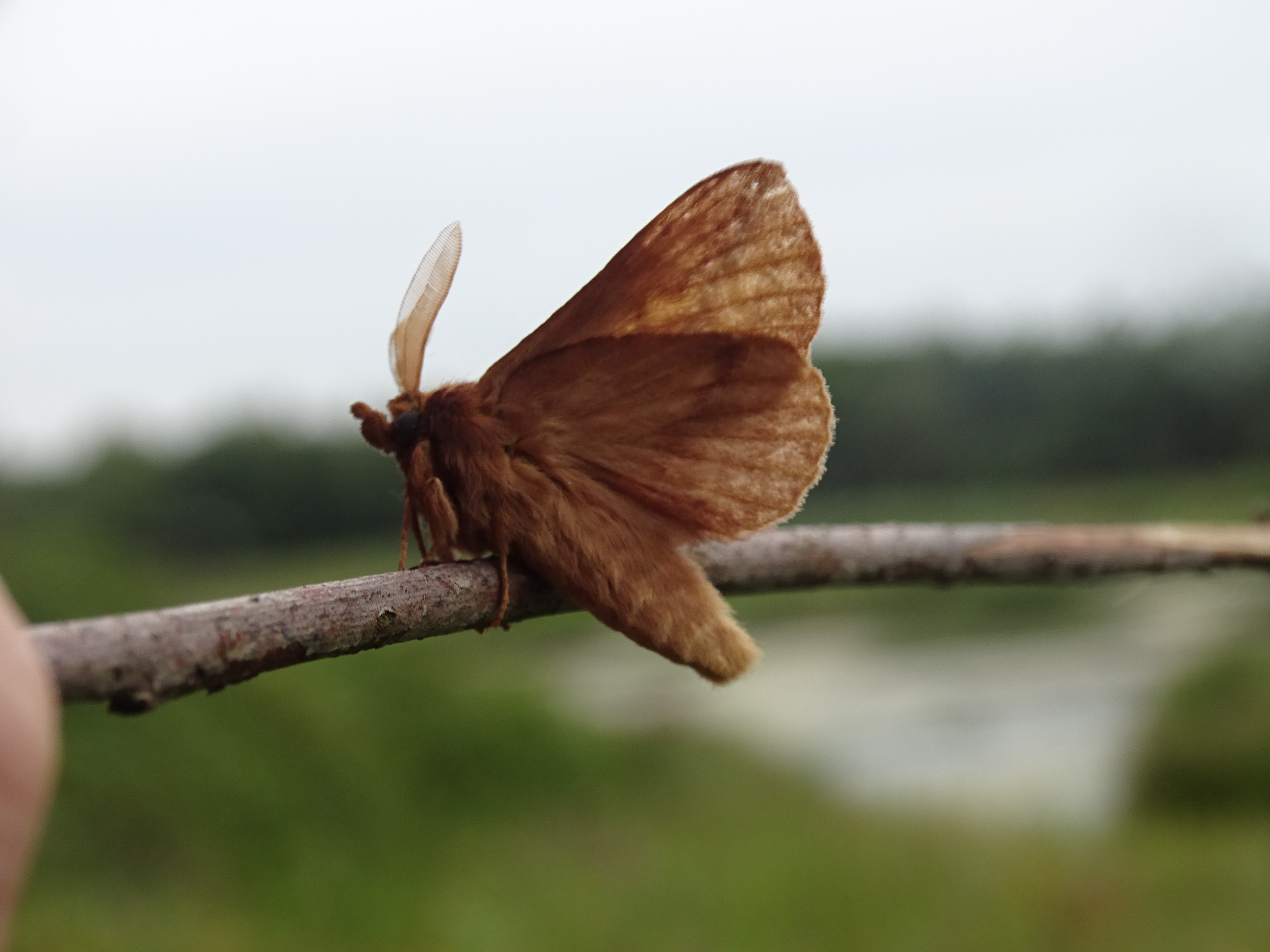 Drinker Moth, Cr. Rob Werran
