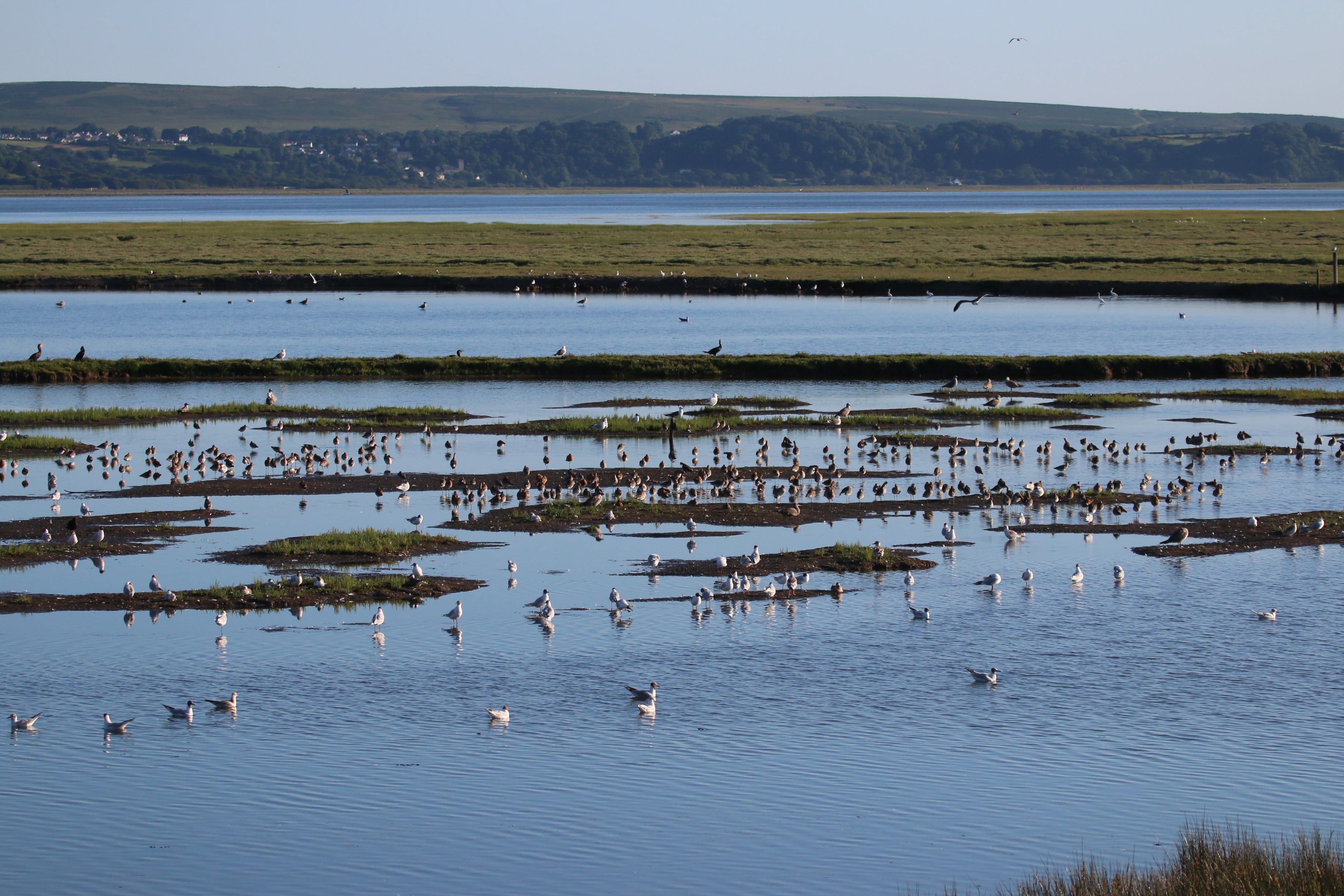 Evening Estuary