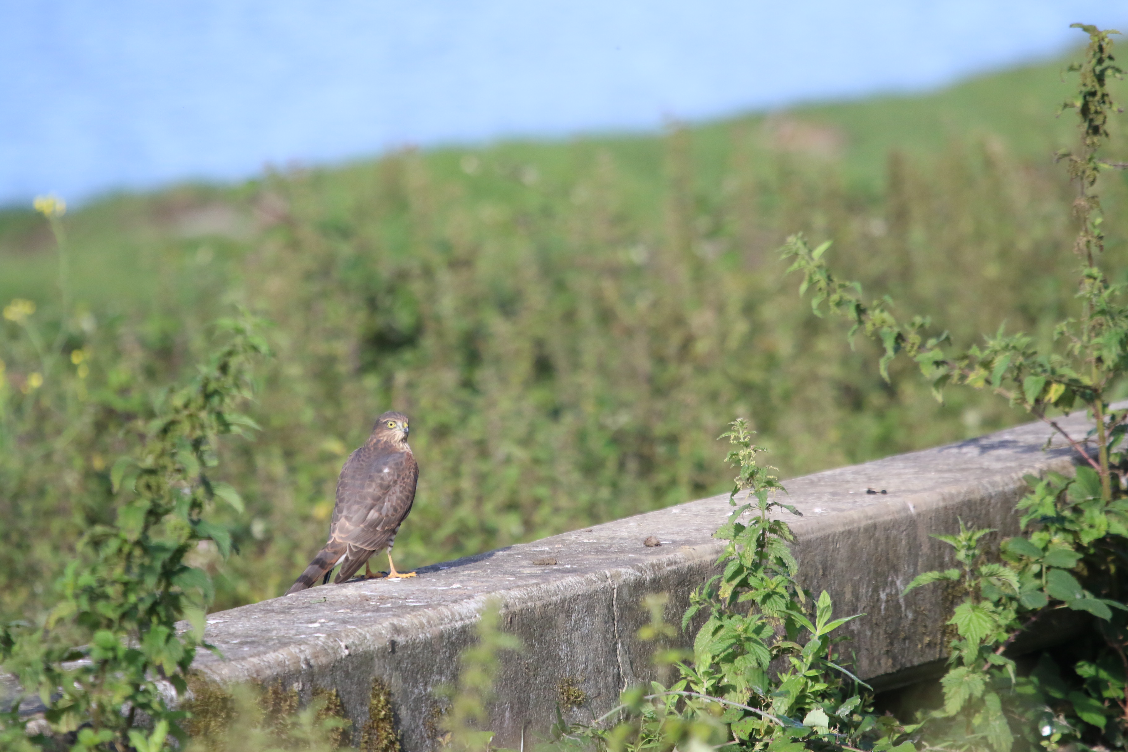 Sparrowhawk, Cr. Rob Werran